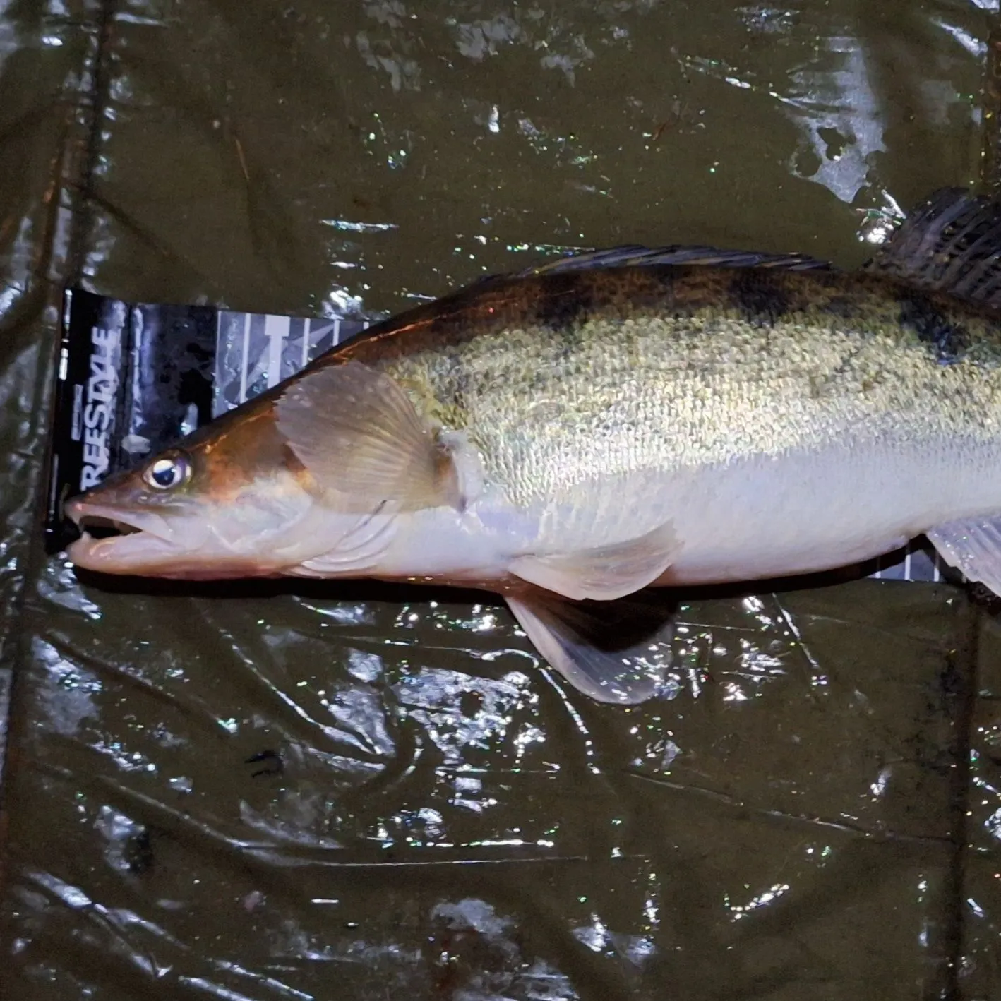 The most recent Zander catches on Fishbrain