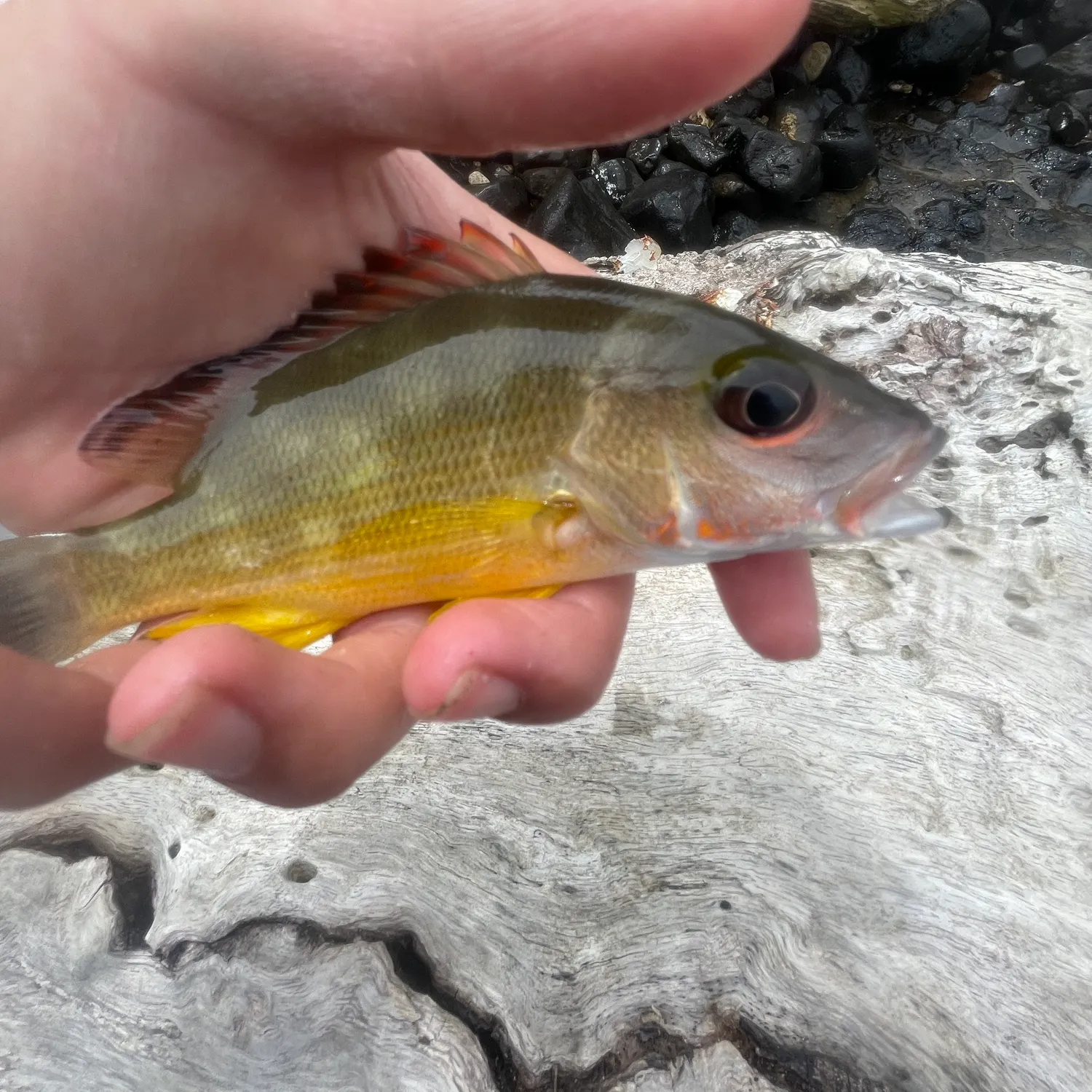 The most recent Blacktail snapper catches on Fishbrain