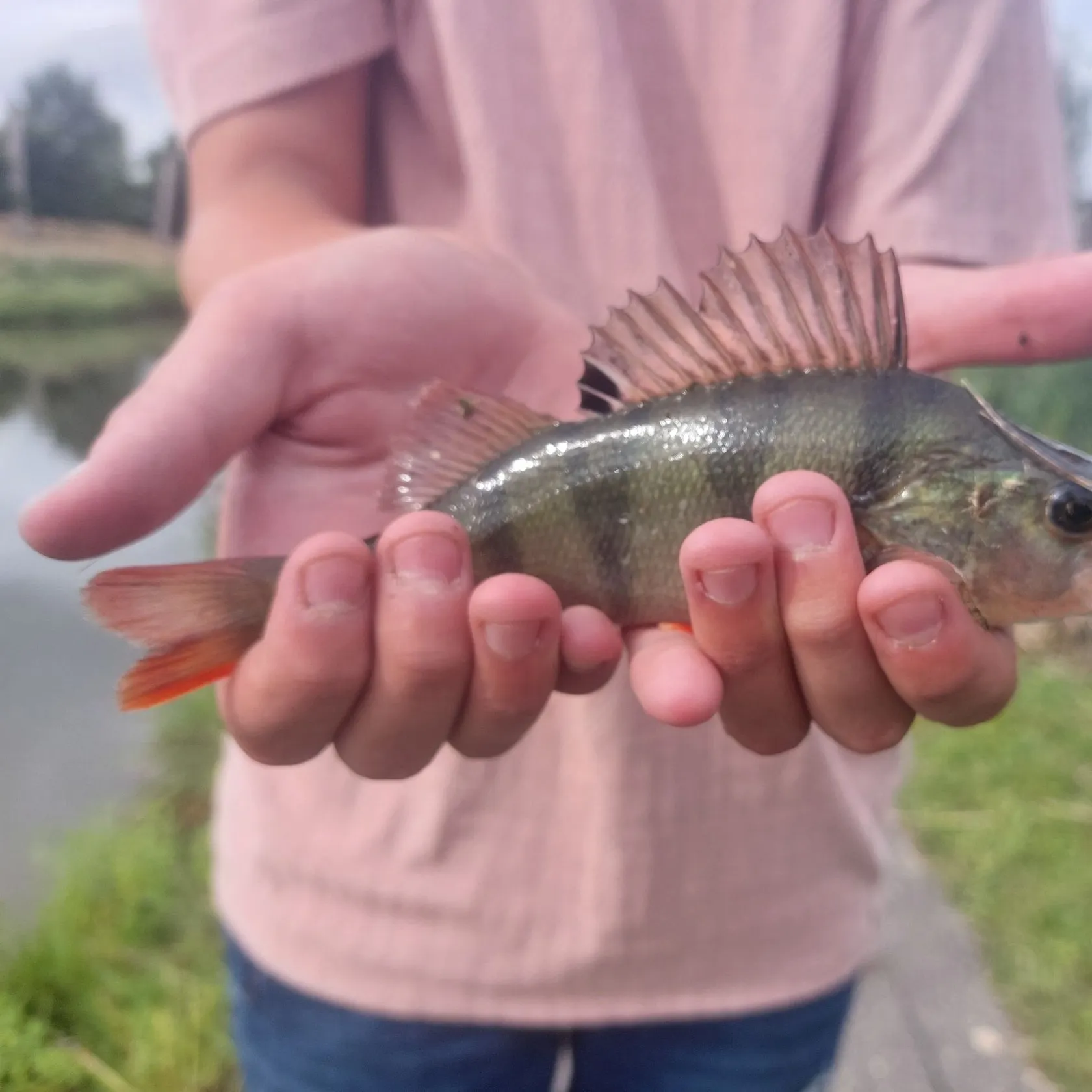 European perch caught on Fishbrain
