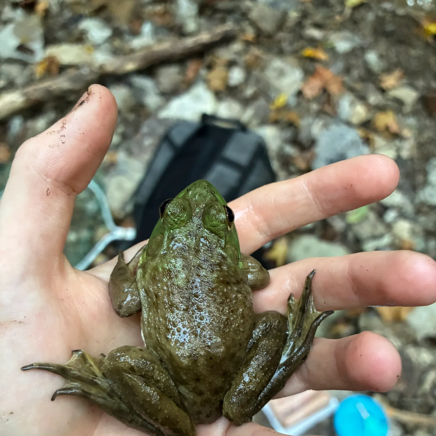 American bullfrog caught on Fishbrain
