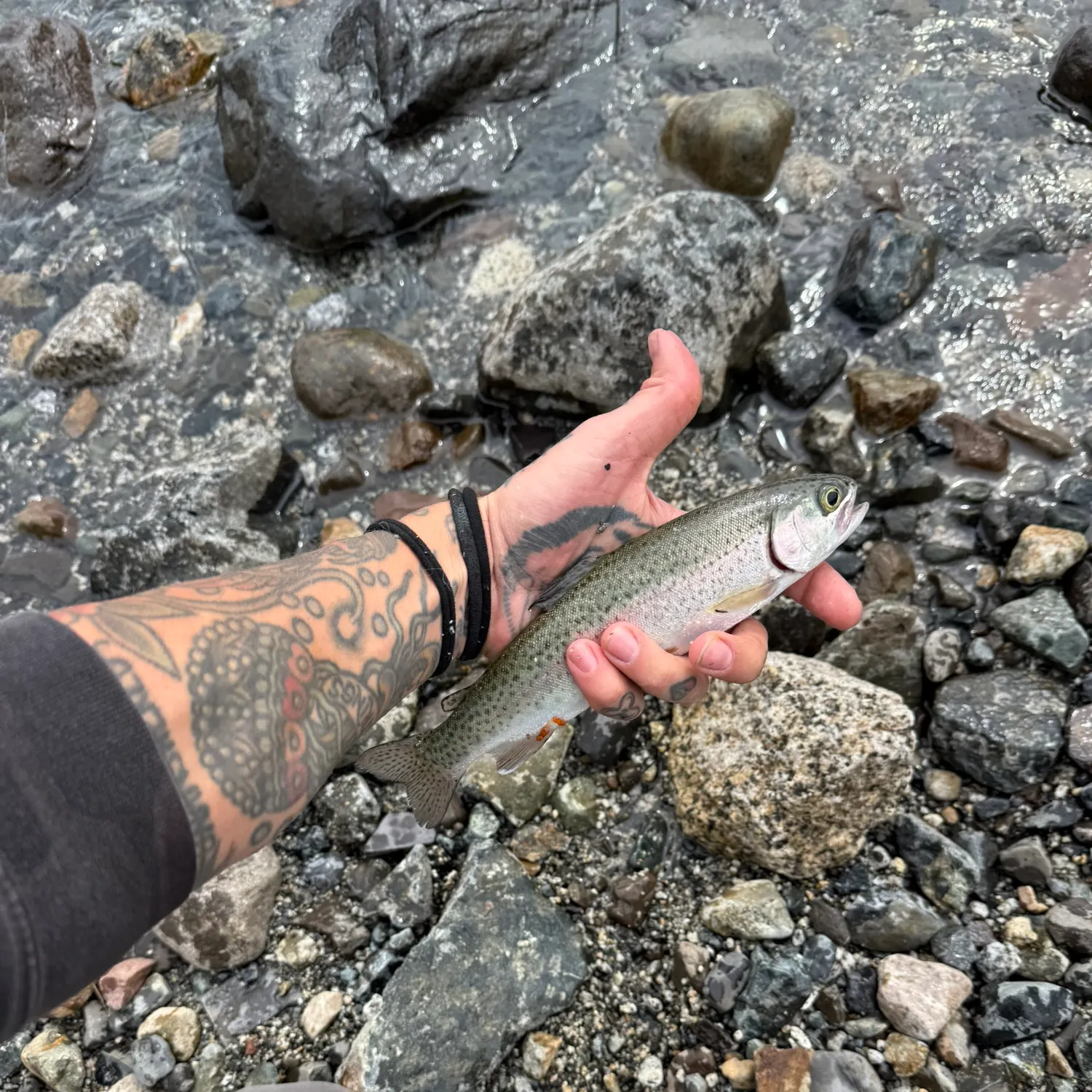 Rainbow trout caught on Fishbrain