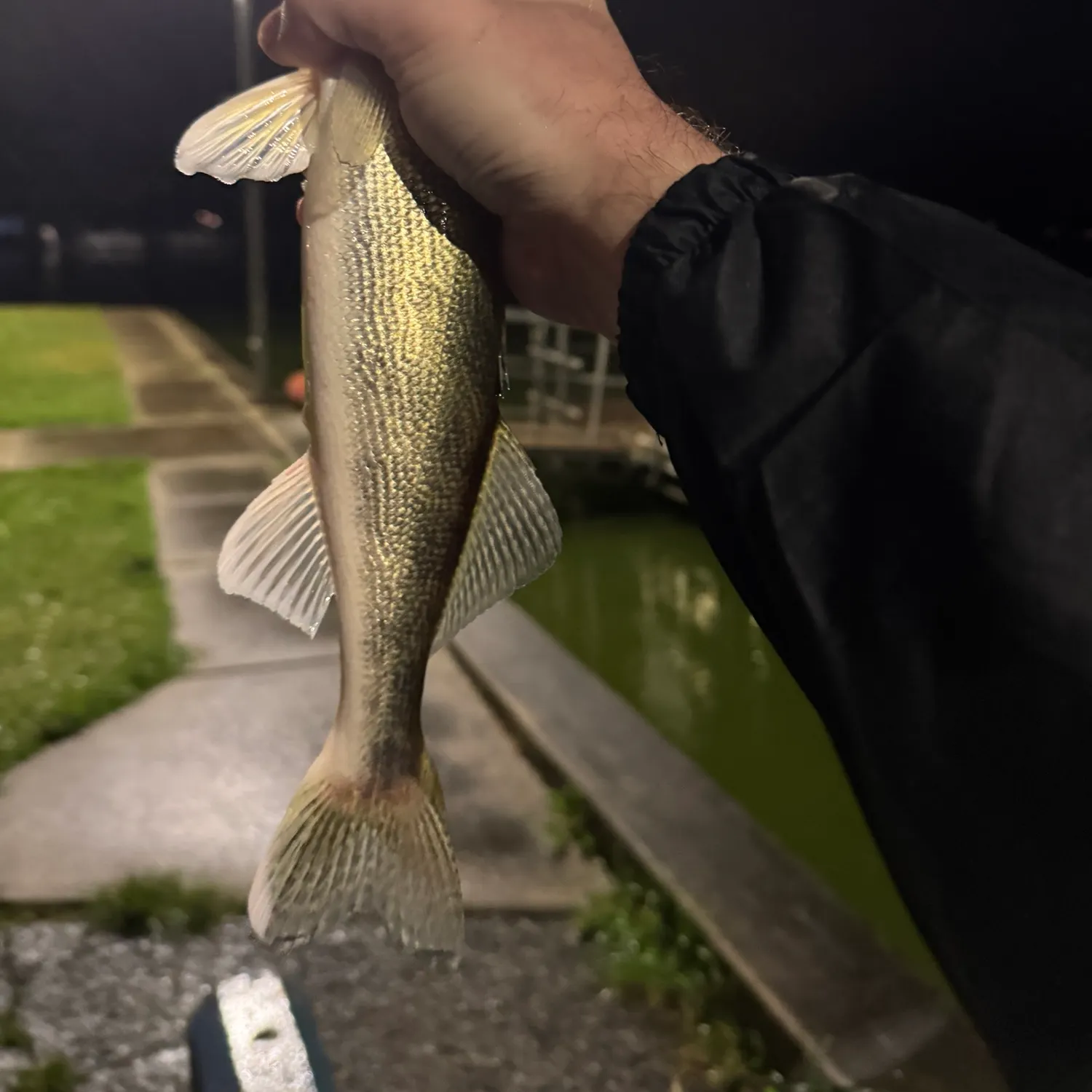 Walleye caught on Fishbrain