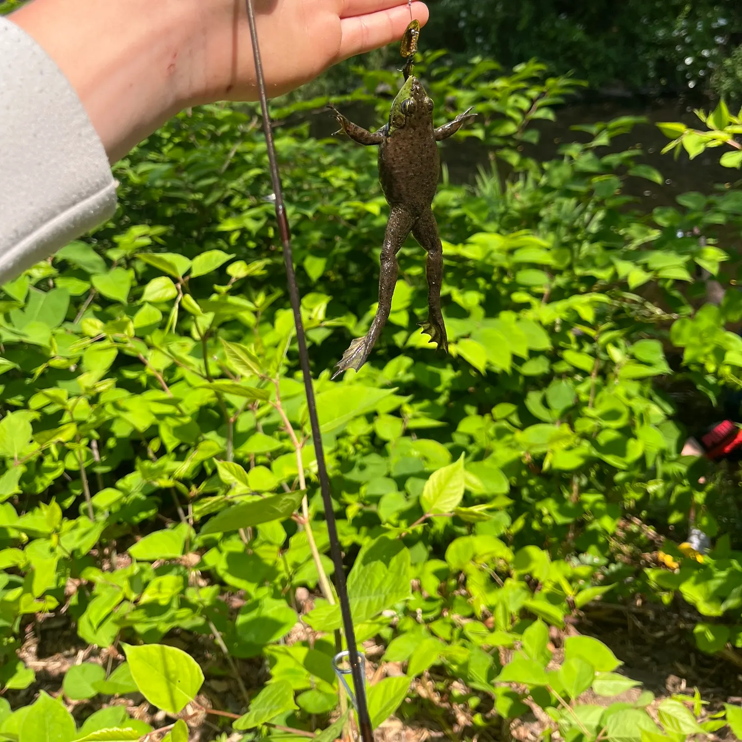 The most recent Green frog catches on Fishbrain