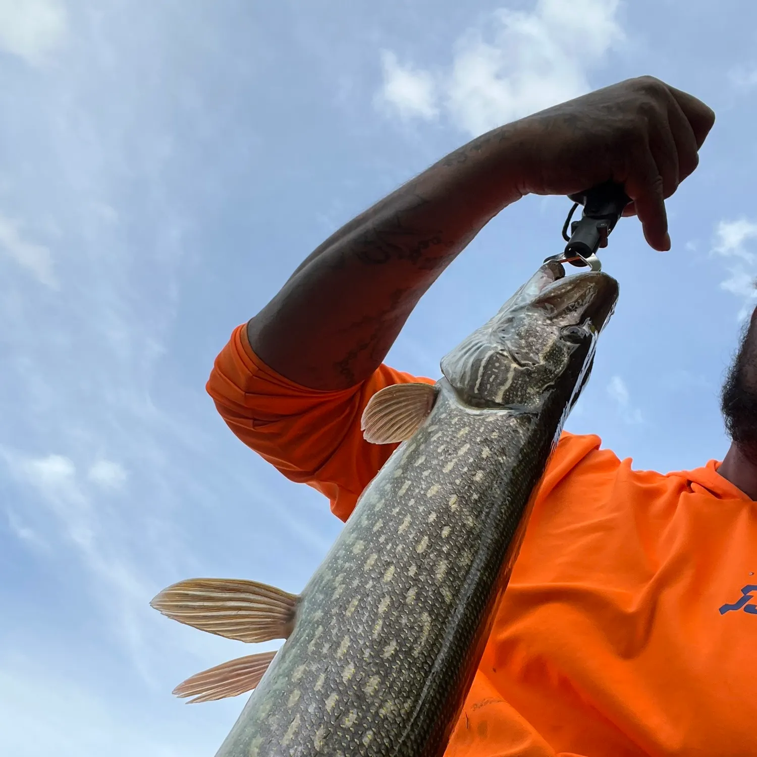 Northern pike caught on Fishbrain