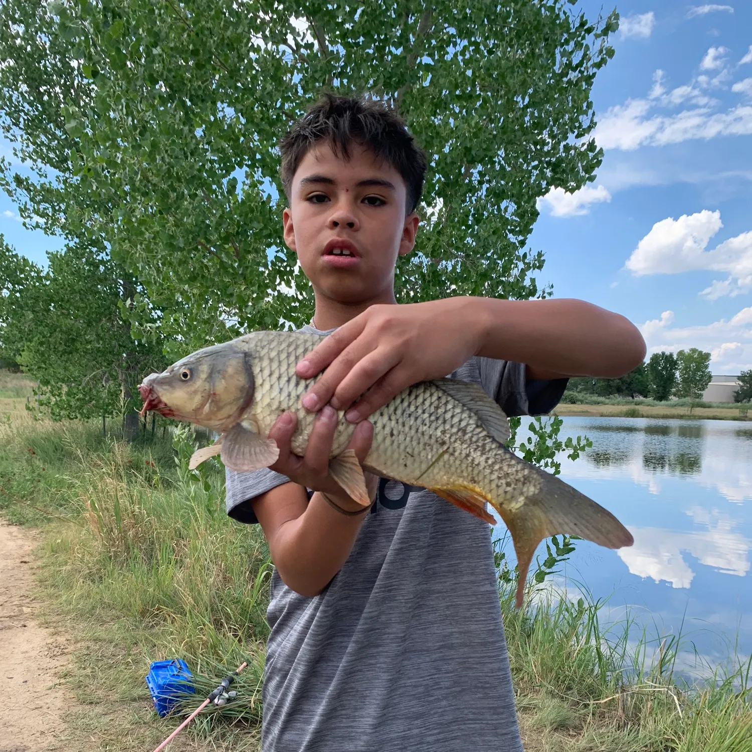 Common carp caught on Fishbrain
