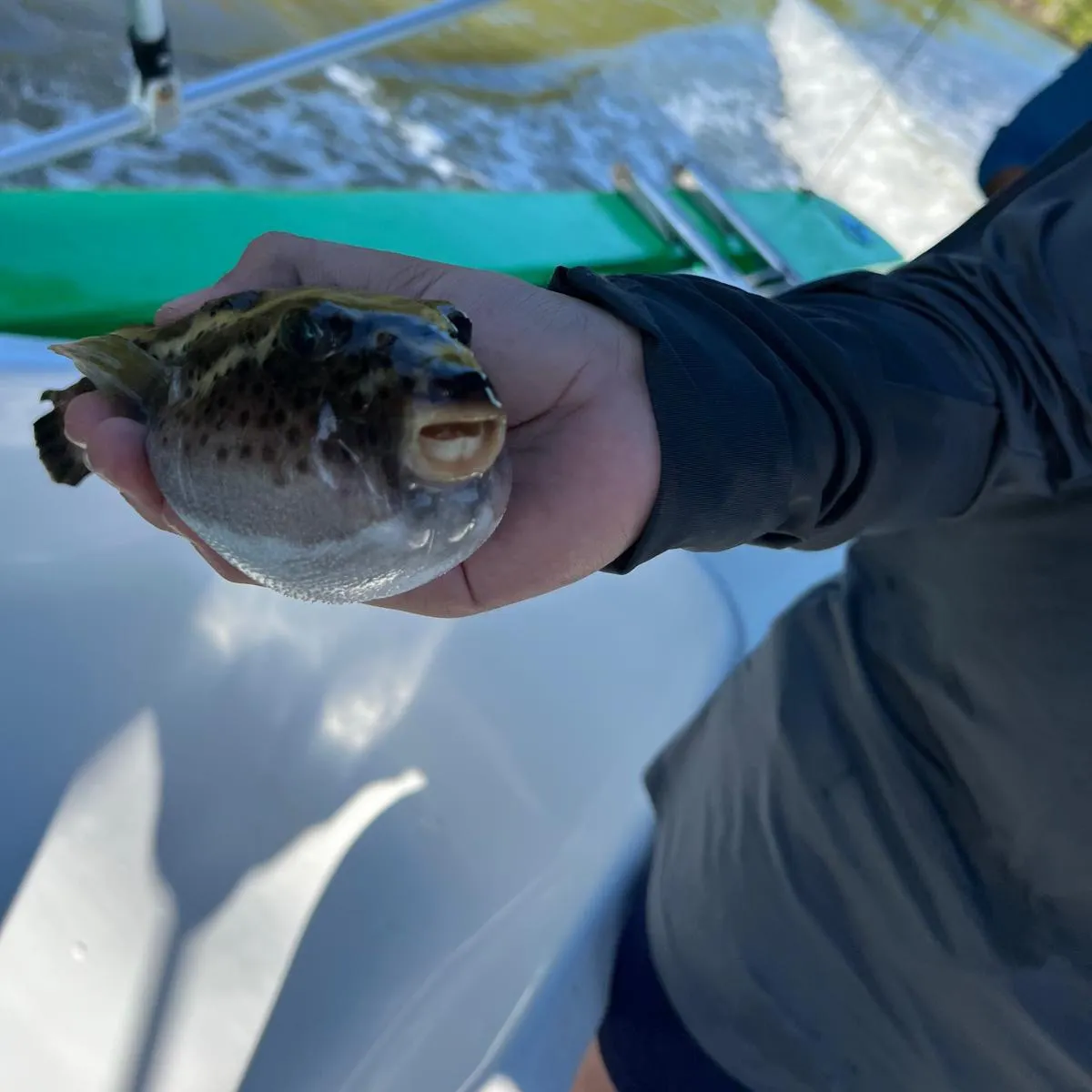The most recent Reticulated pufferfish catches on Fishbrain