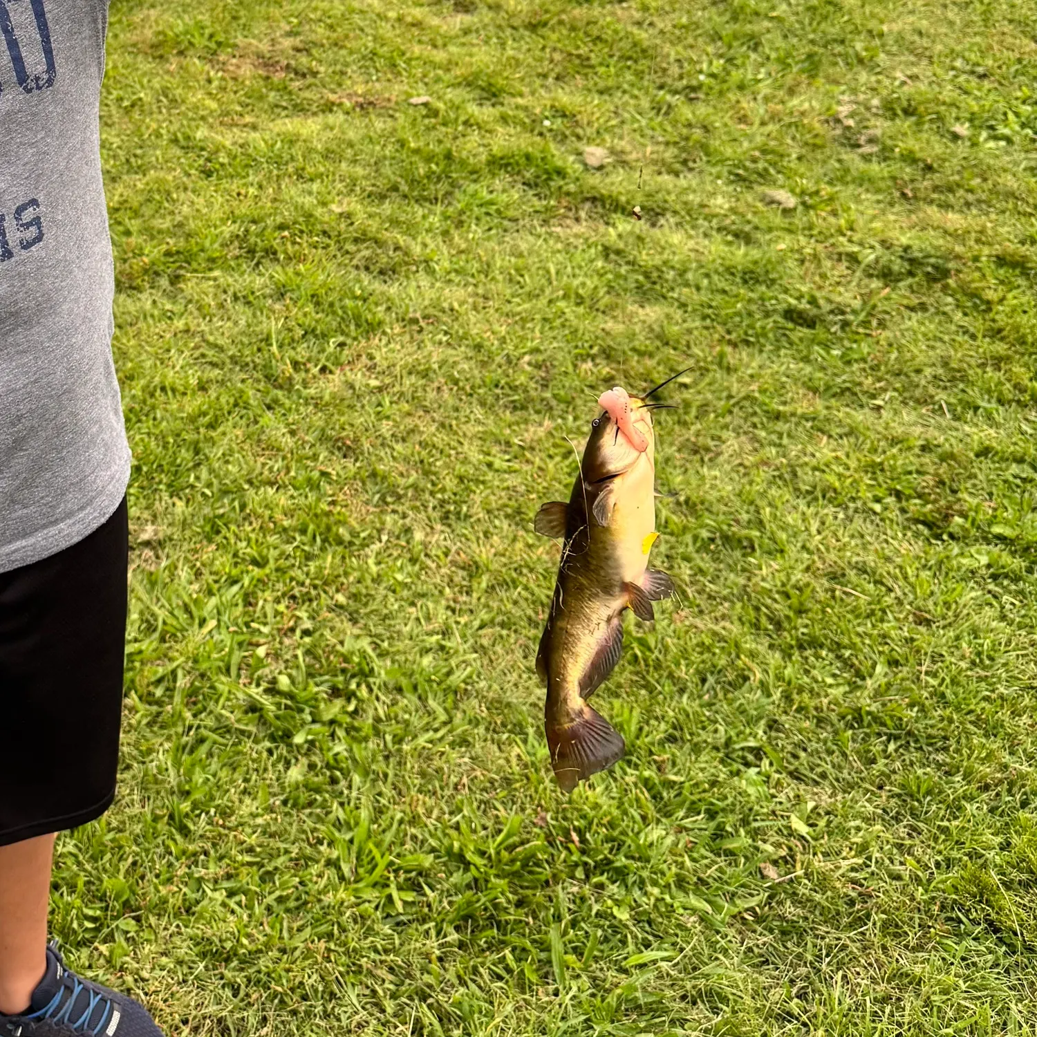 Brown bullhead caught on Fishbrain