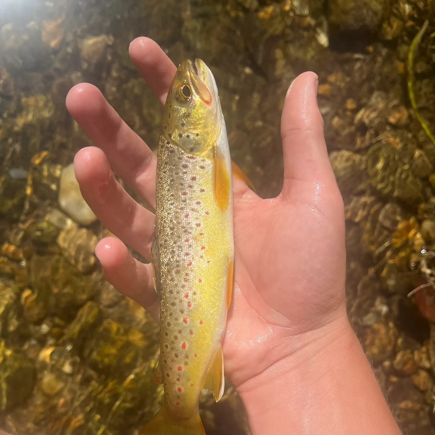 Brown trout caught on Fishbrain