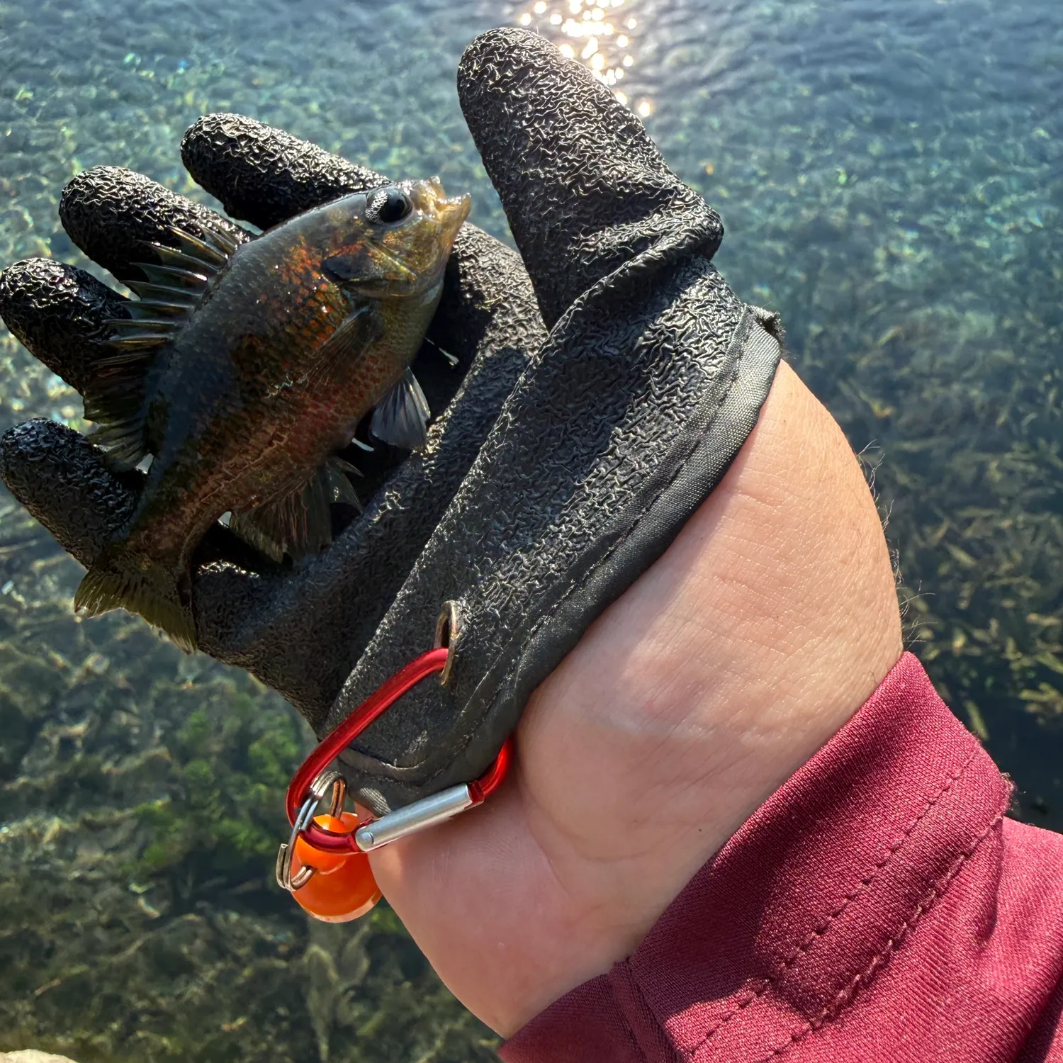 The most recent Redspotted sunfish catches on Fishbrain