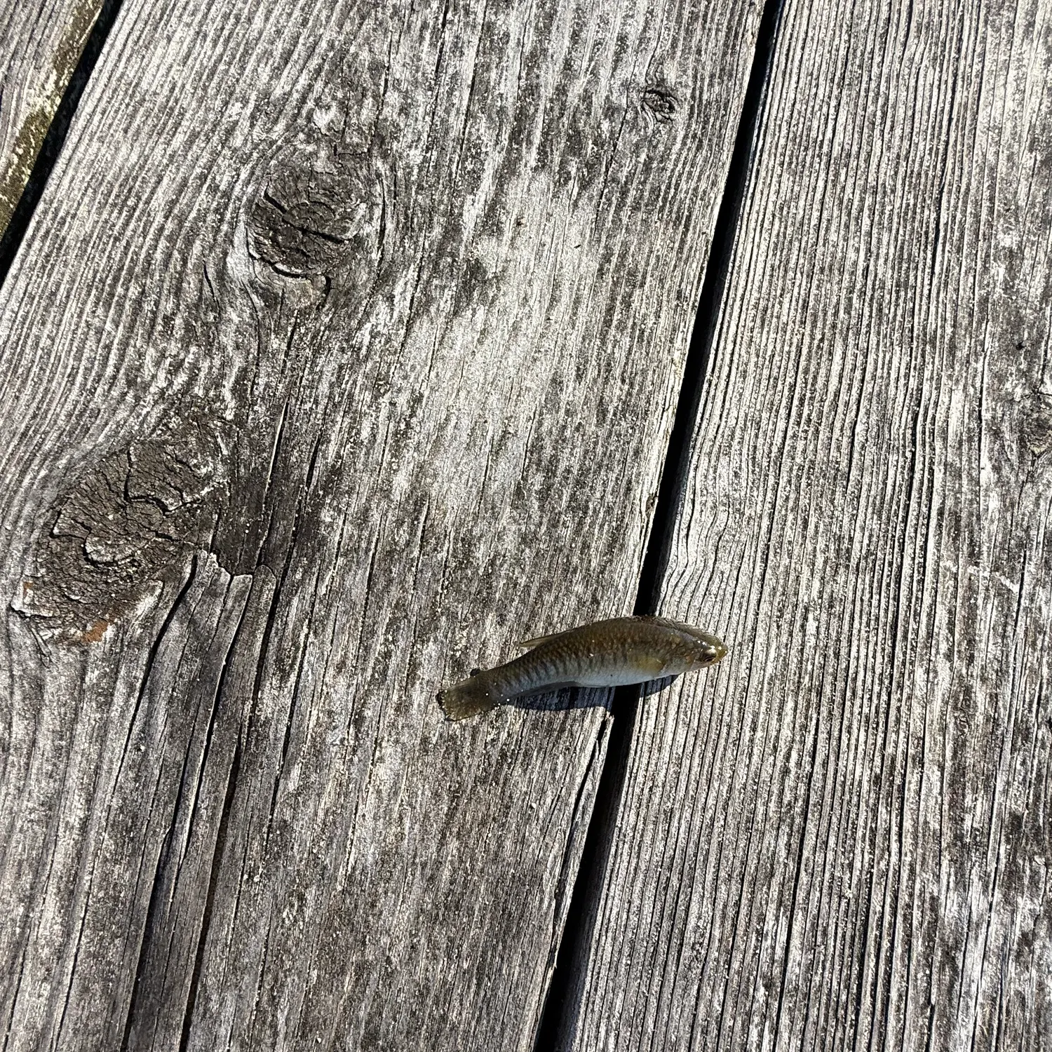 The most recent Lined topminnow catches on Fishbrain
