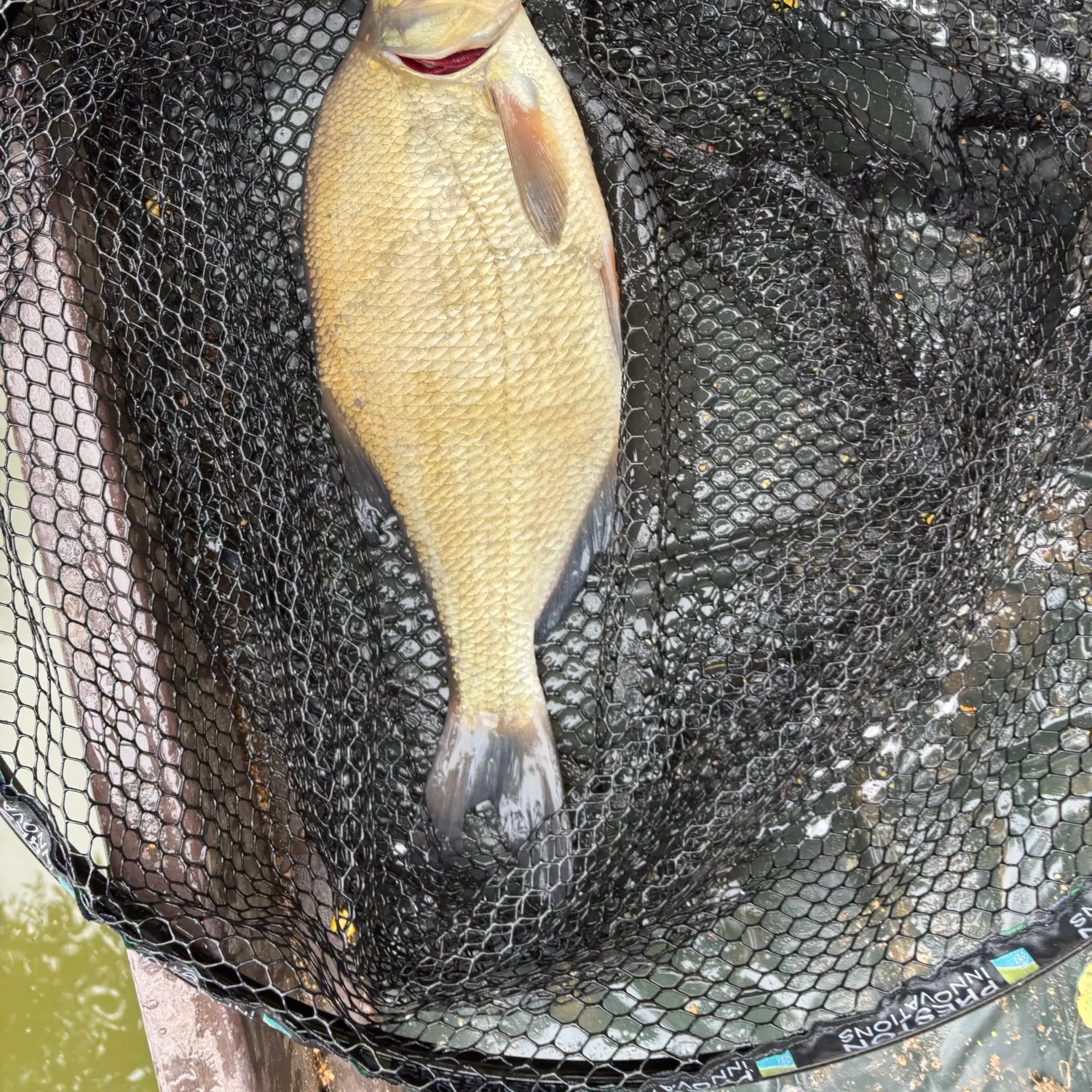 Common bream caught on Fishbrain