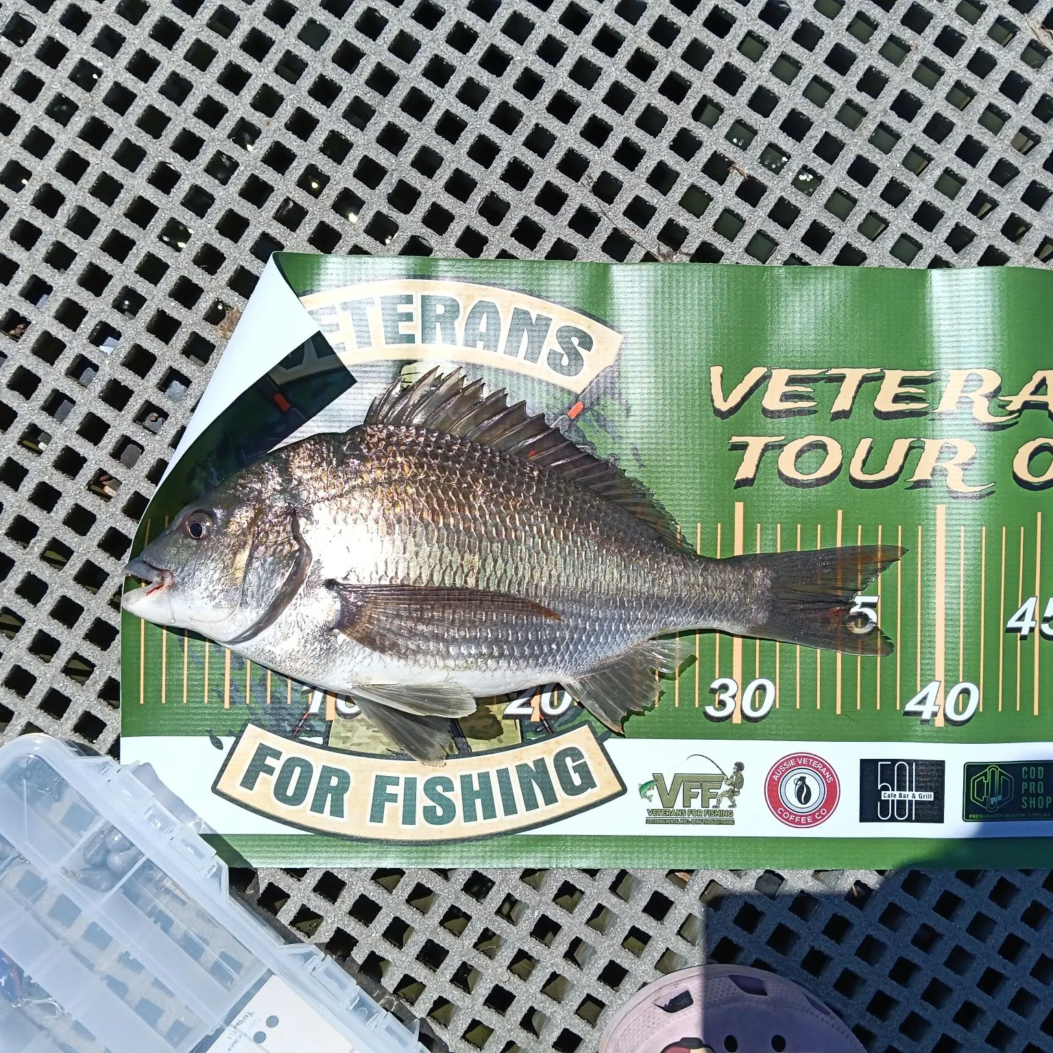 The most recent Southern black bream catches on Fishbrain