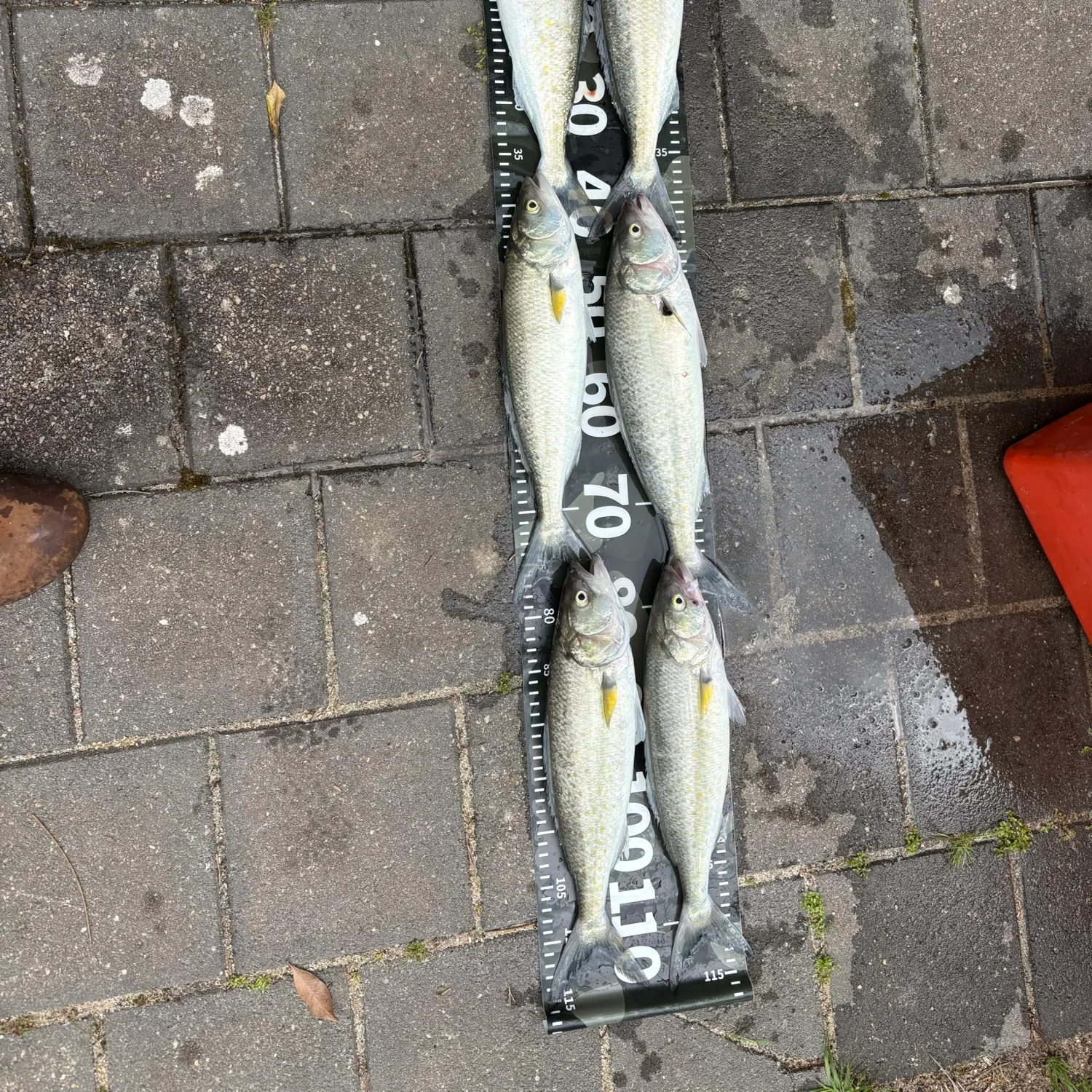 Eastern Australian salmon caught on Fishbrain