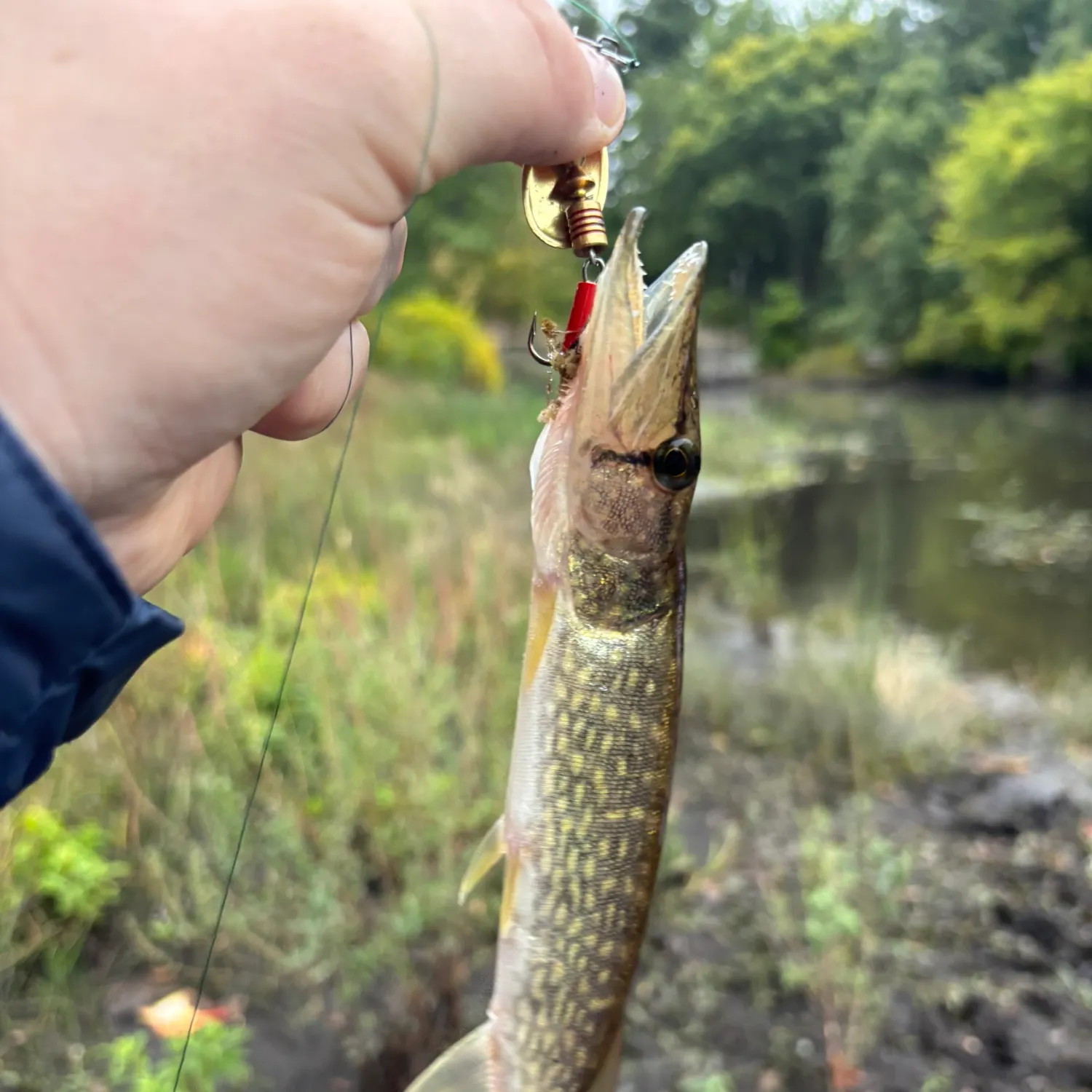 Chain pickerel caught on Fishbrain