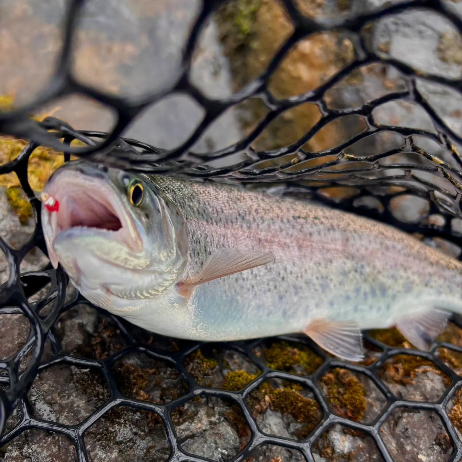 Rainbow trout caught on Fishbrain
