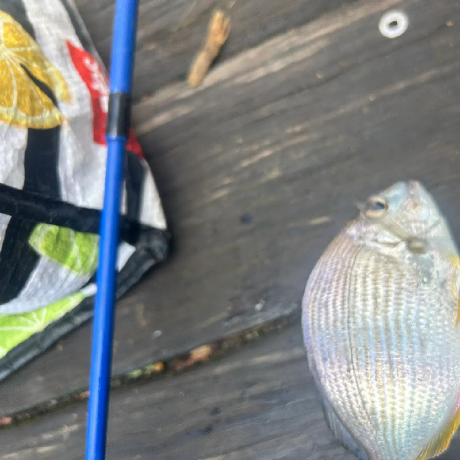 The most recent Goldlined seabream catches on Fishbrain