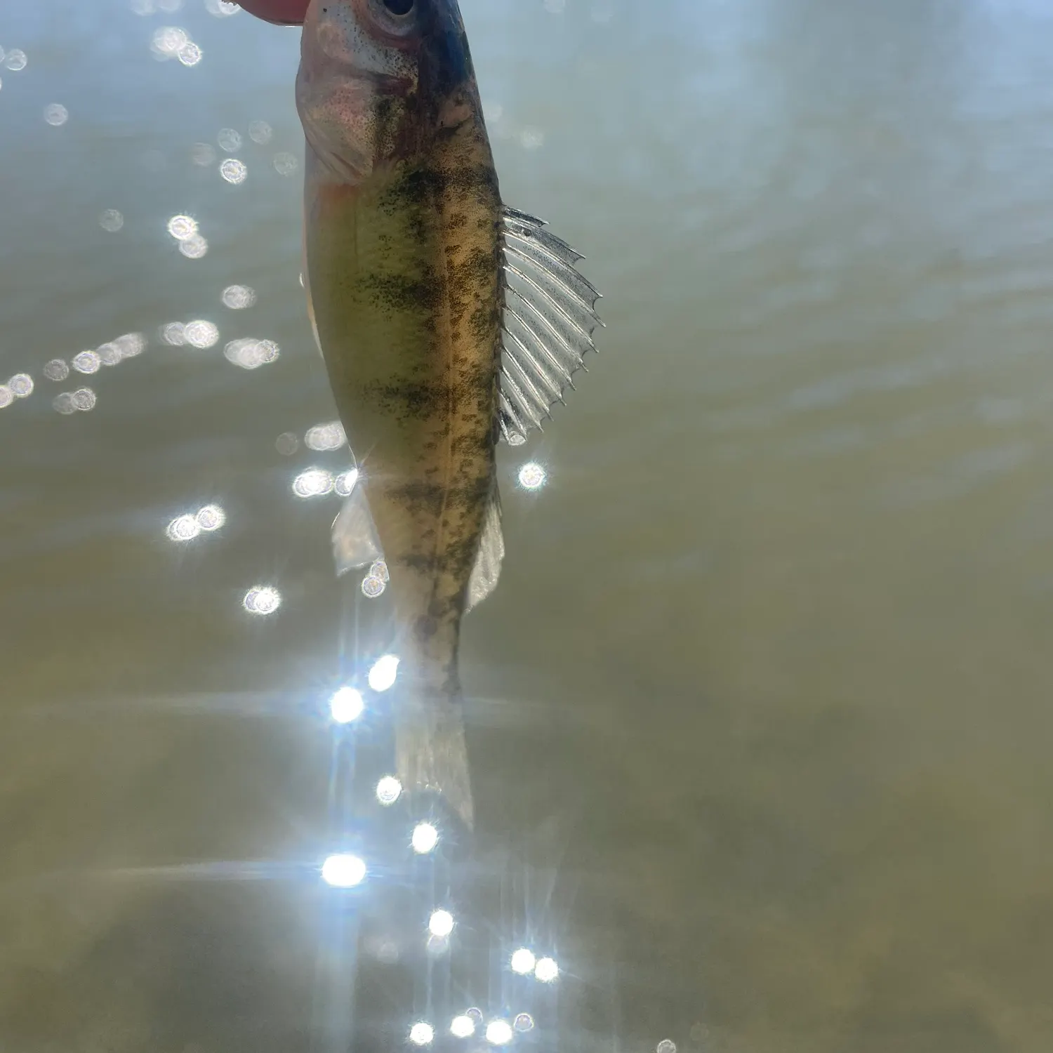 The most recent Common logperch catches on Fishbrain