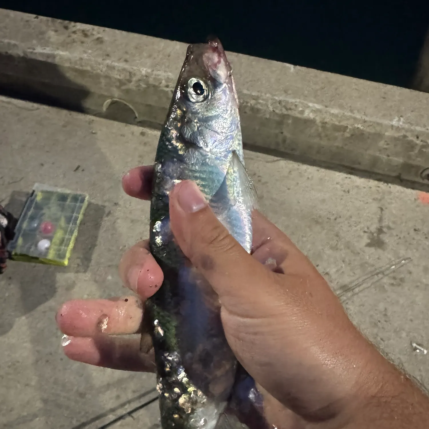The most recent Atlantic herring catches on Fishbrain