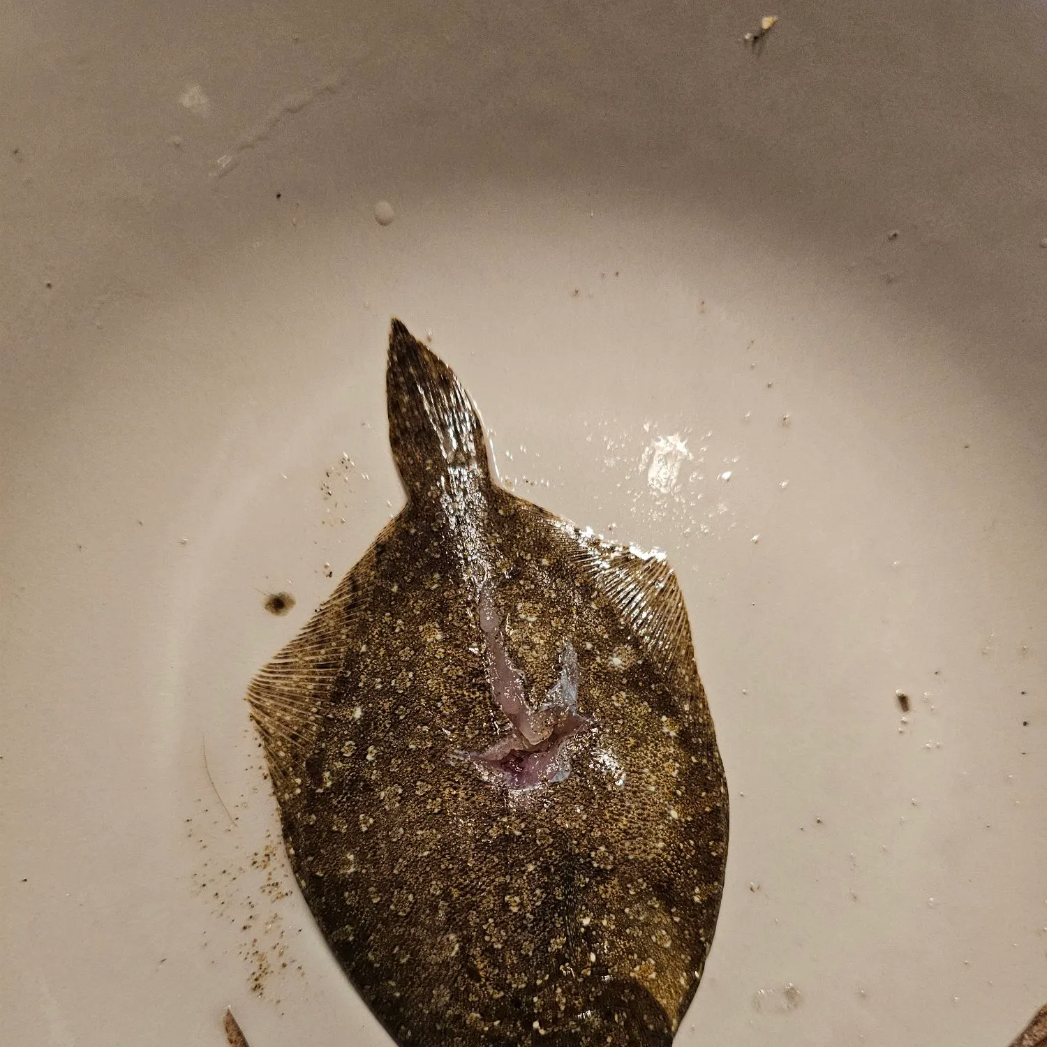 The most recent Brill catches on Fishbrain