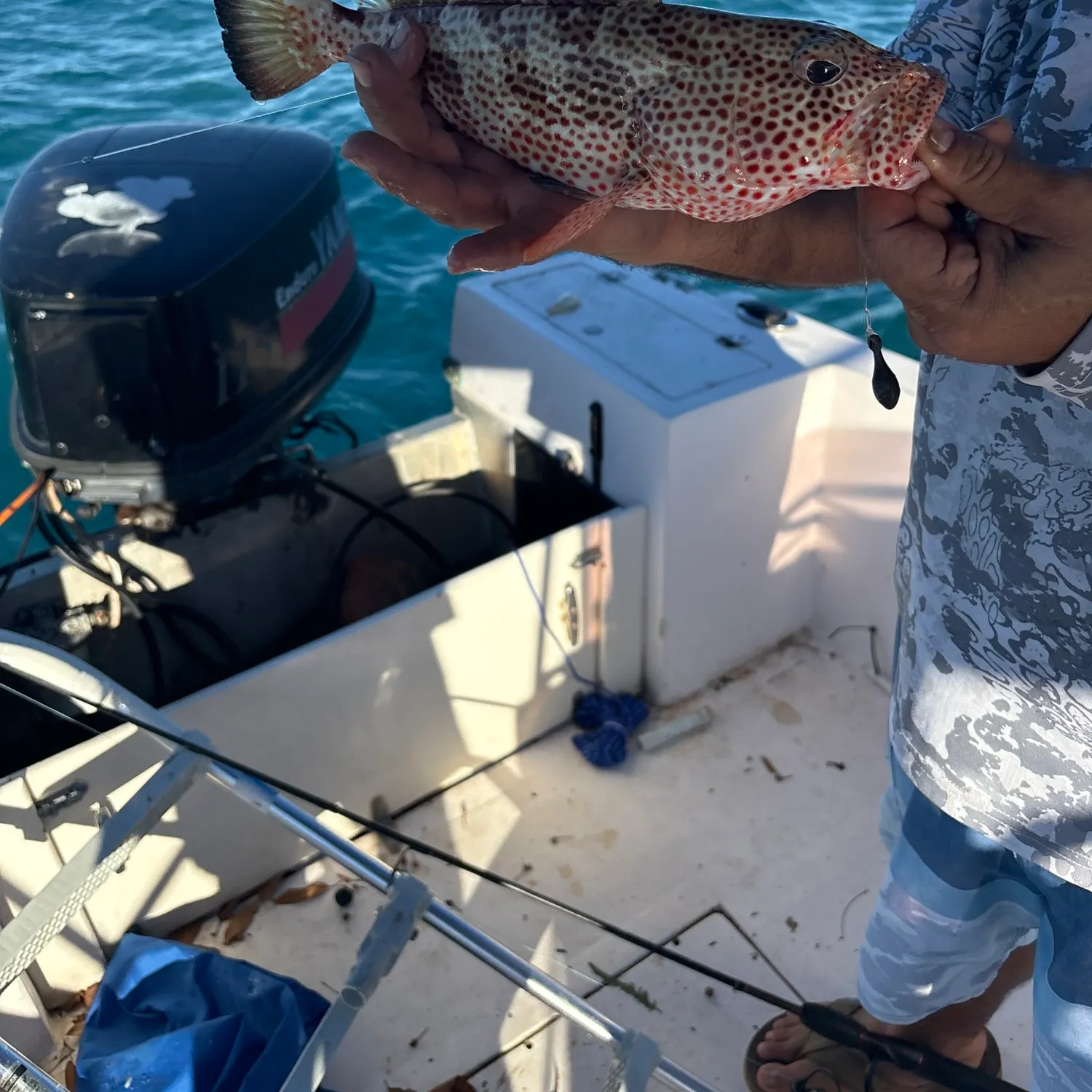 The most recent Red hind grouper catches on Fishbrain