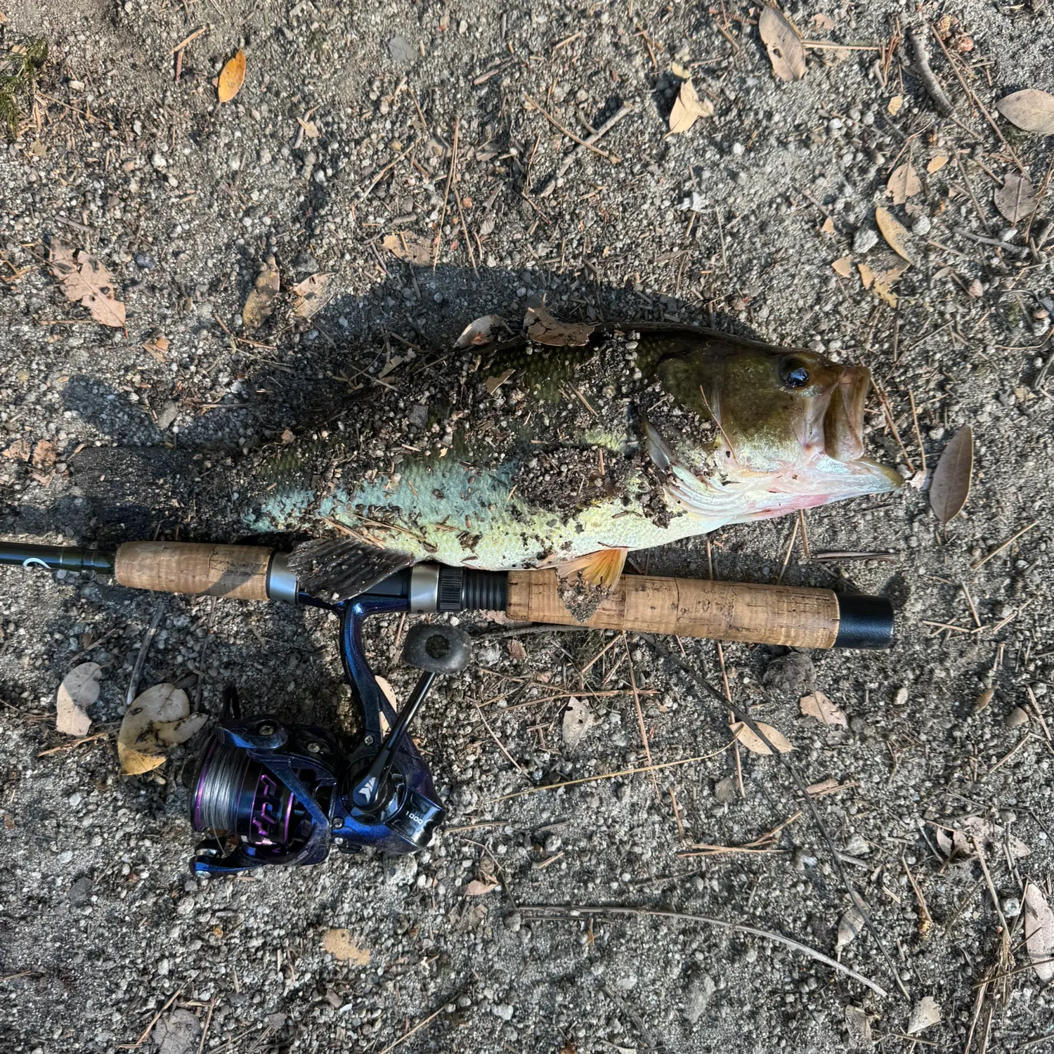 Largemouth bass caught on Fishbrain