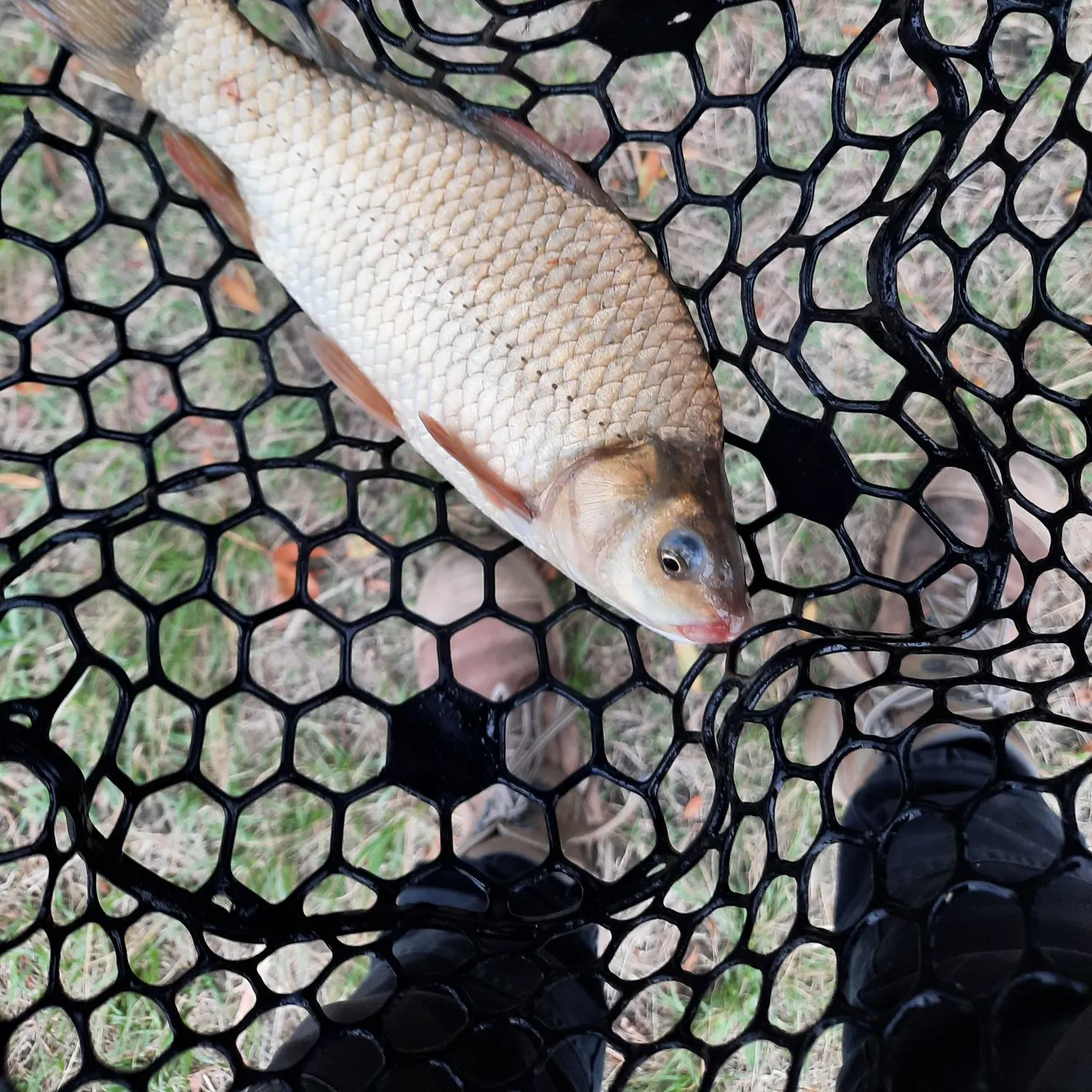 The most recent Prussian carp catches on Fishbrain