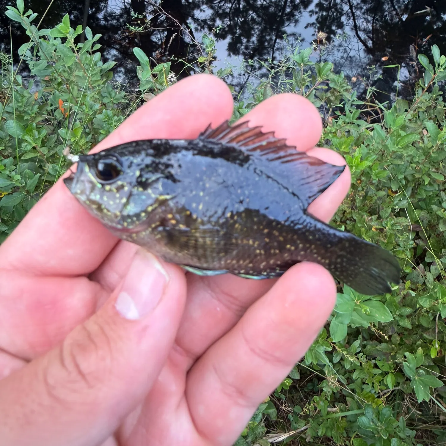 Banded sunfish caught on Fishbrain