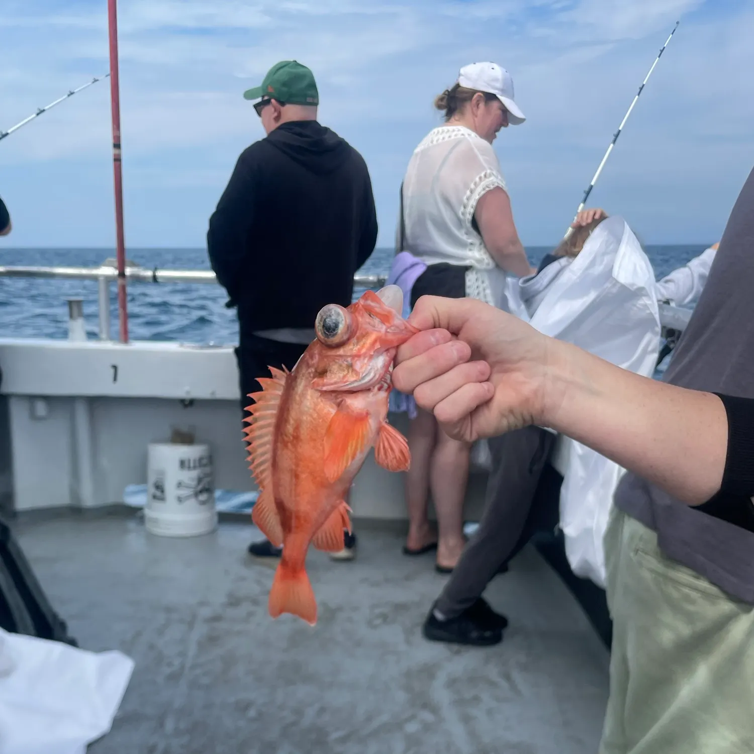 The most recent Atlantic ocean perch catches on Fishbrain