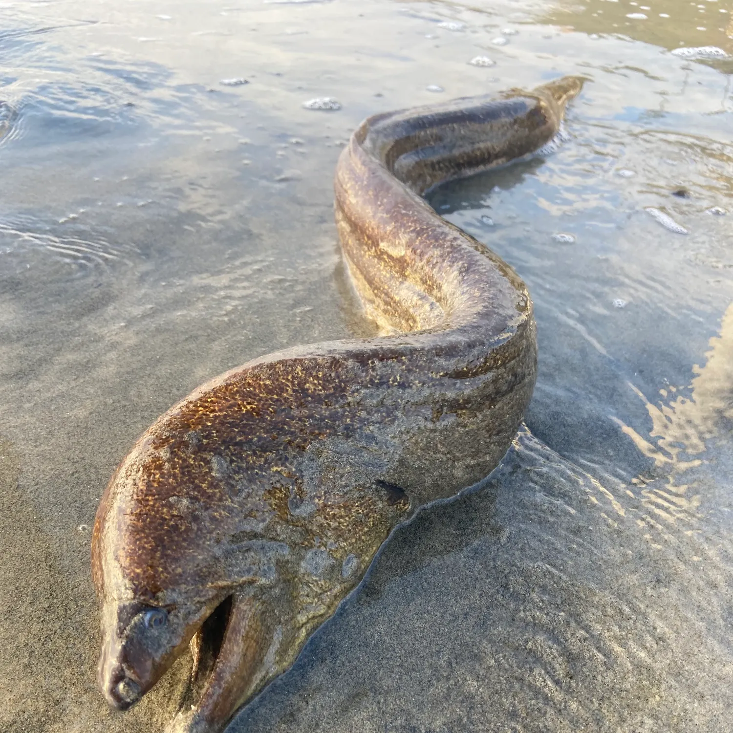 The most popular recent Brown moray catch on Fishbrain