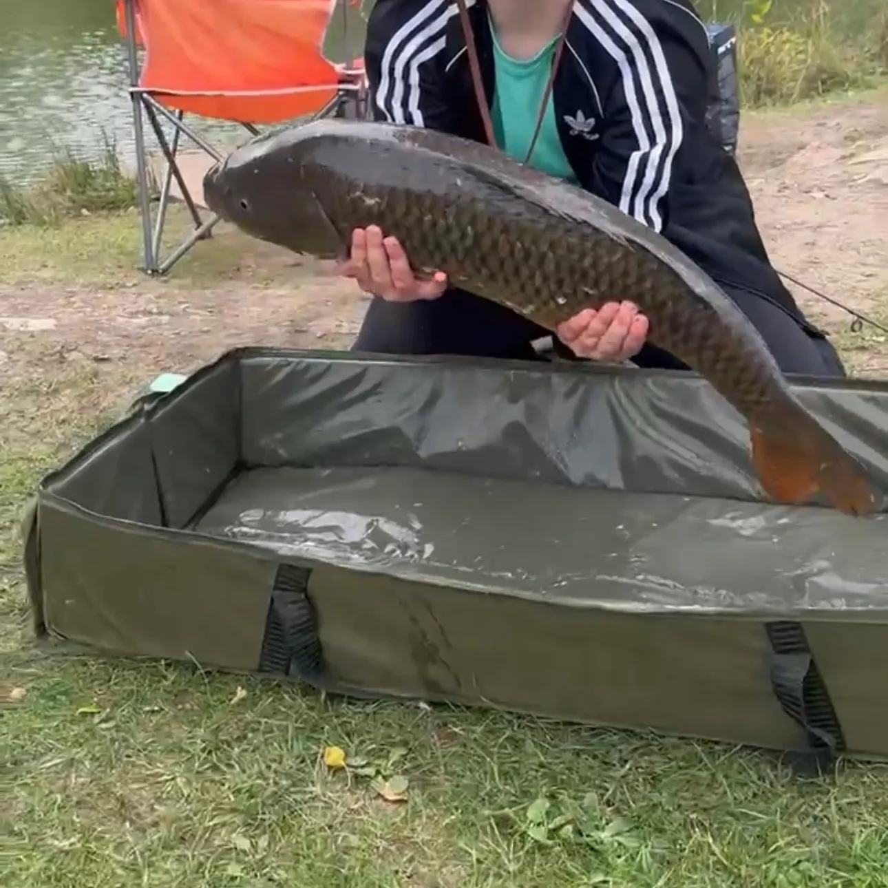 Common carp caught on Fishbrain