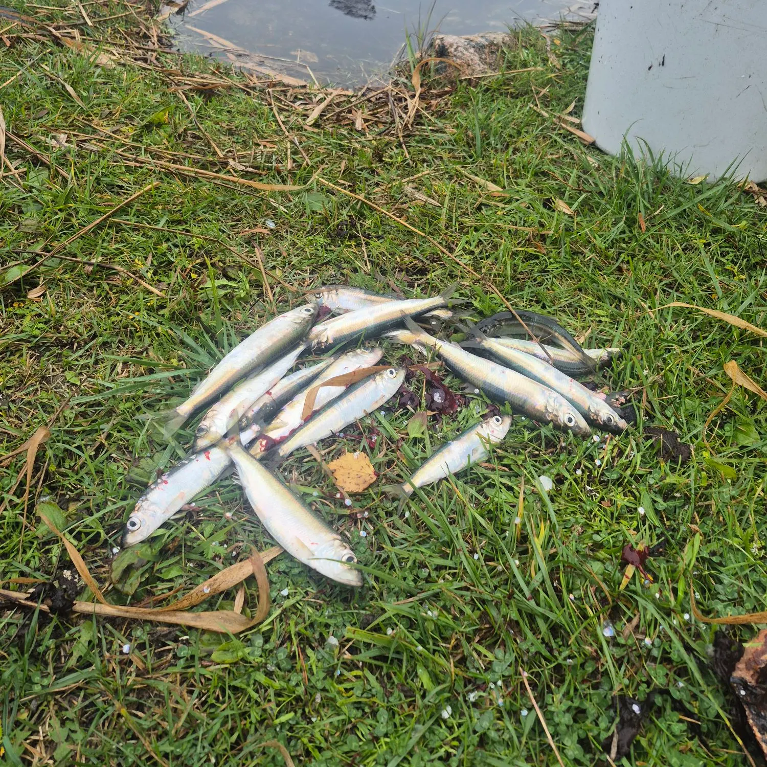 Atlantic herring caught on Fishbrain