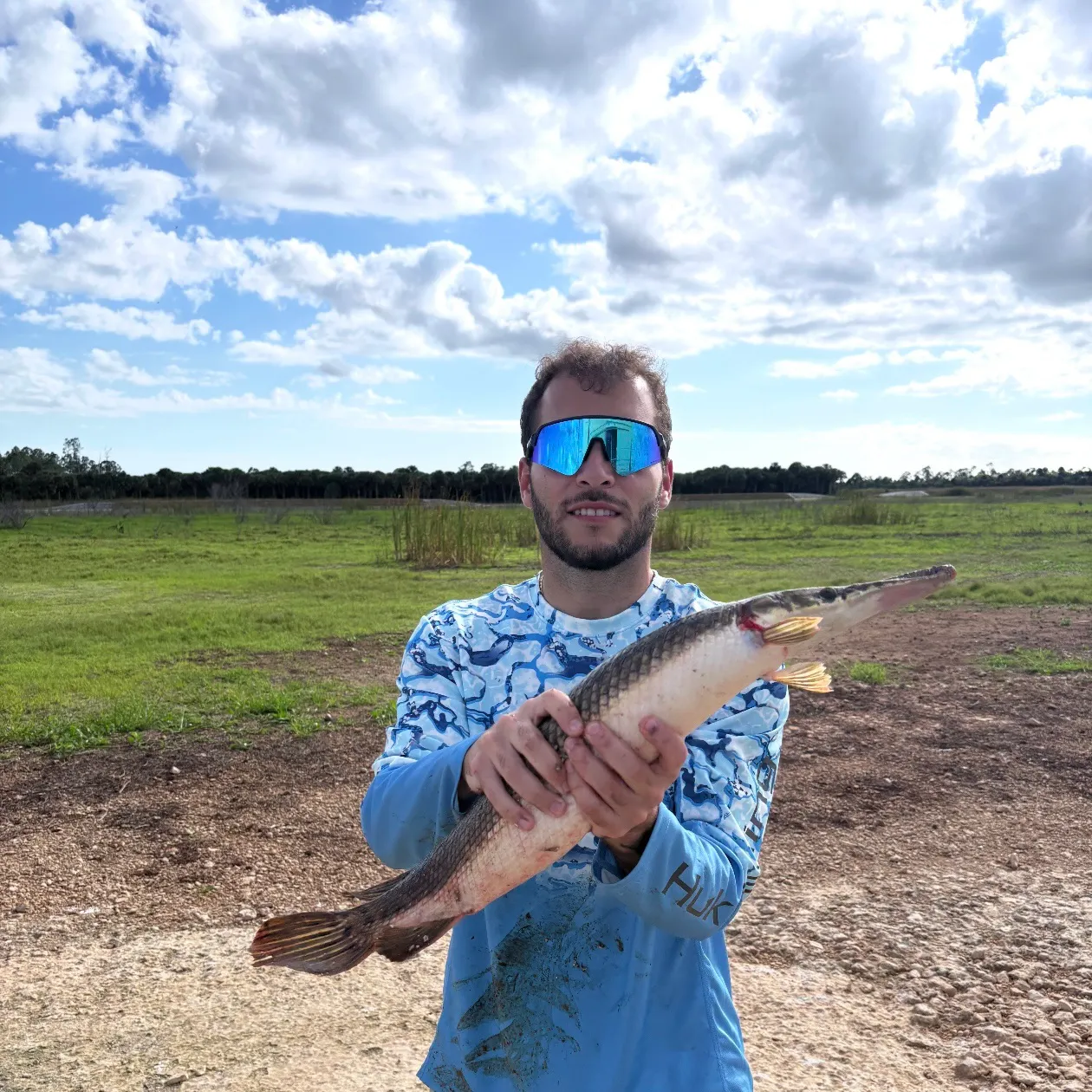 The most recent Shortnose gar catches on Fishbrain
