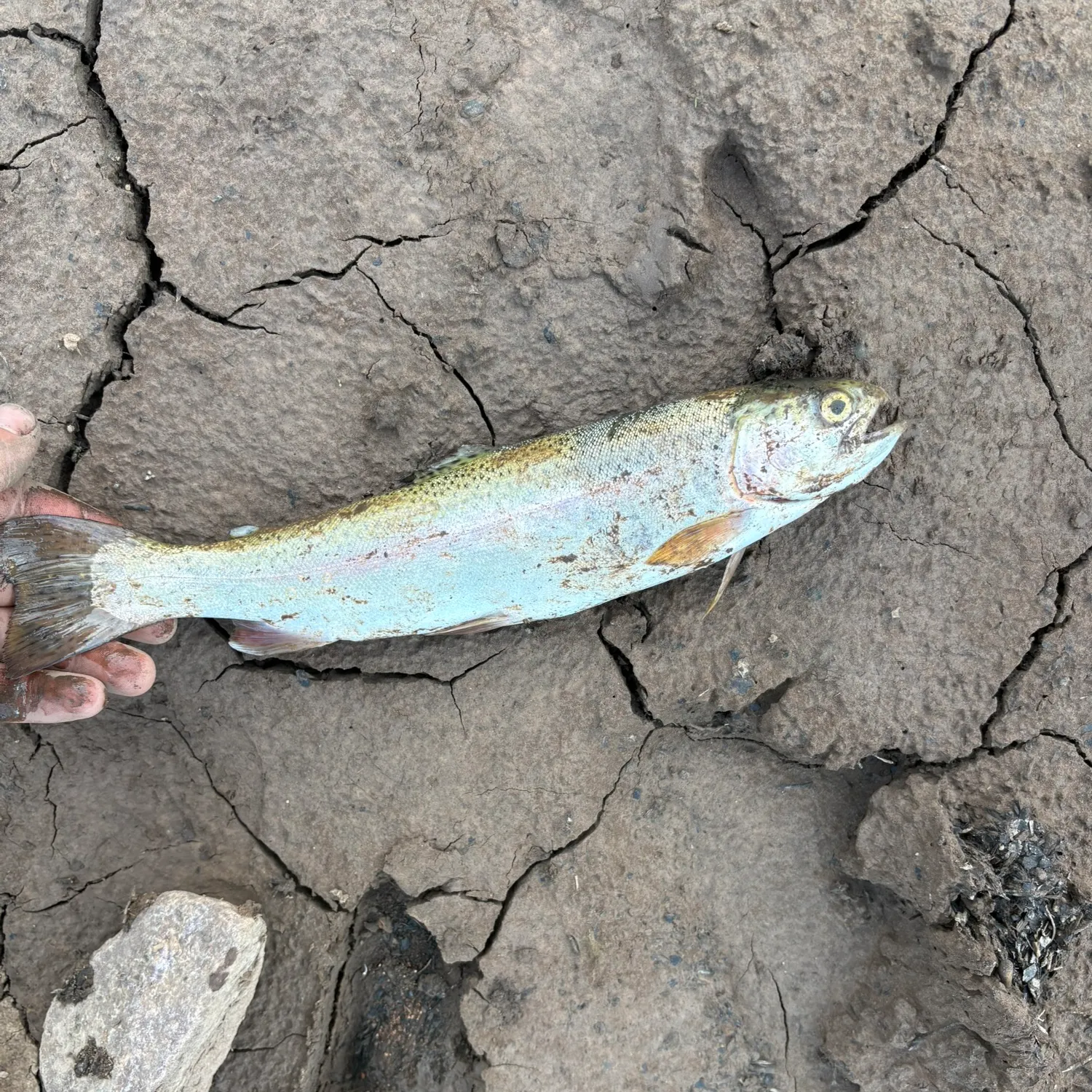 Rainbow trout caught on Fishbrain