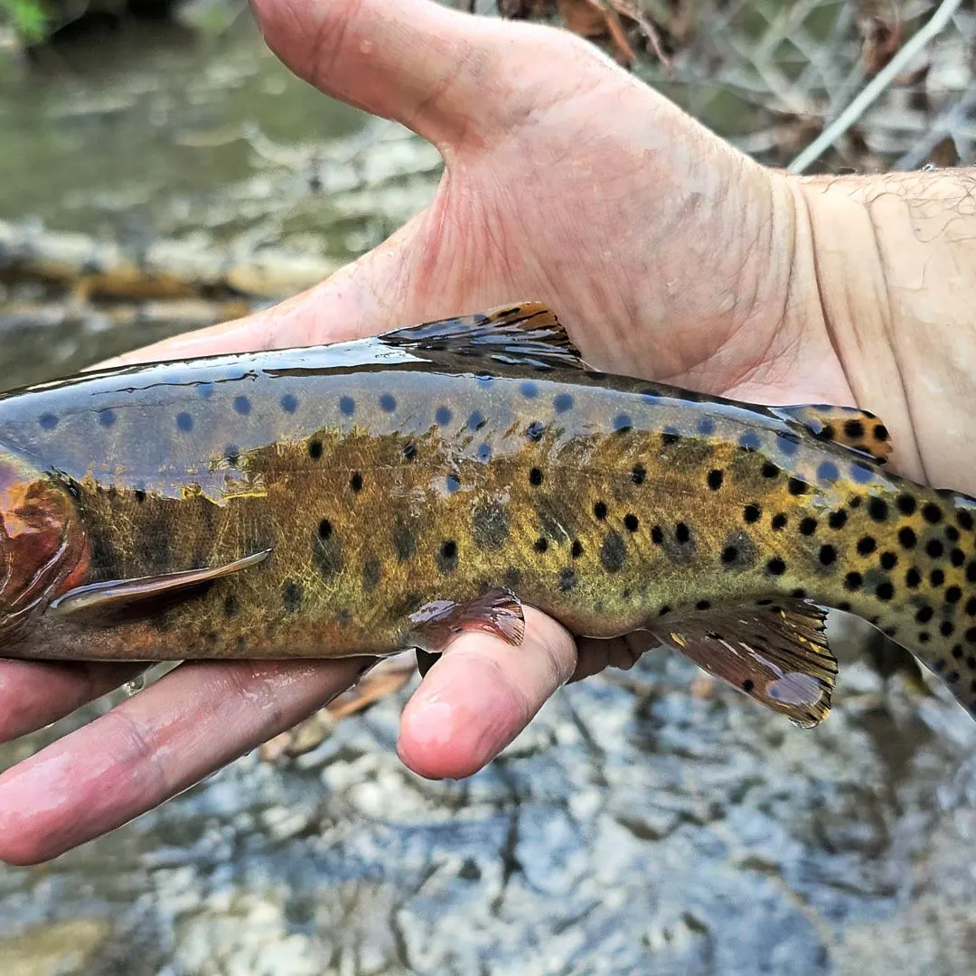 The most recent Bonneville cutthroat trout catches on Fishbrain