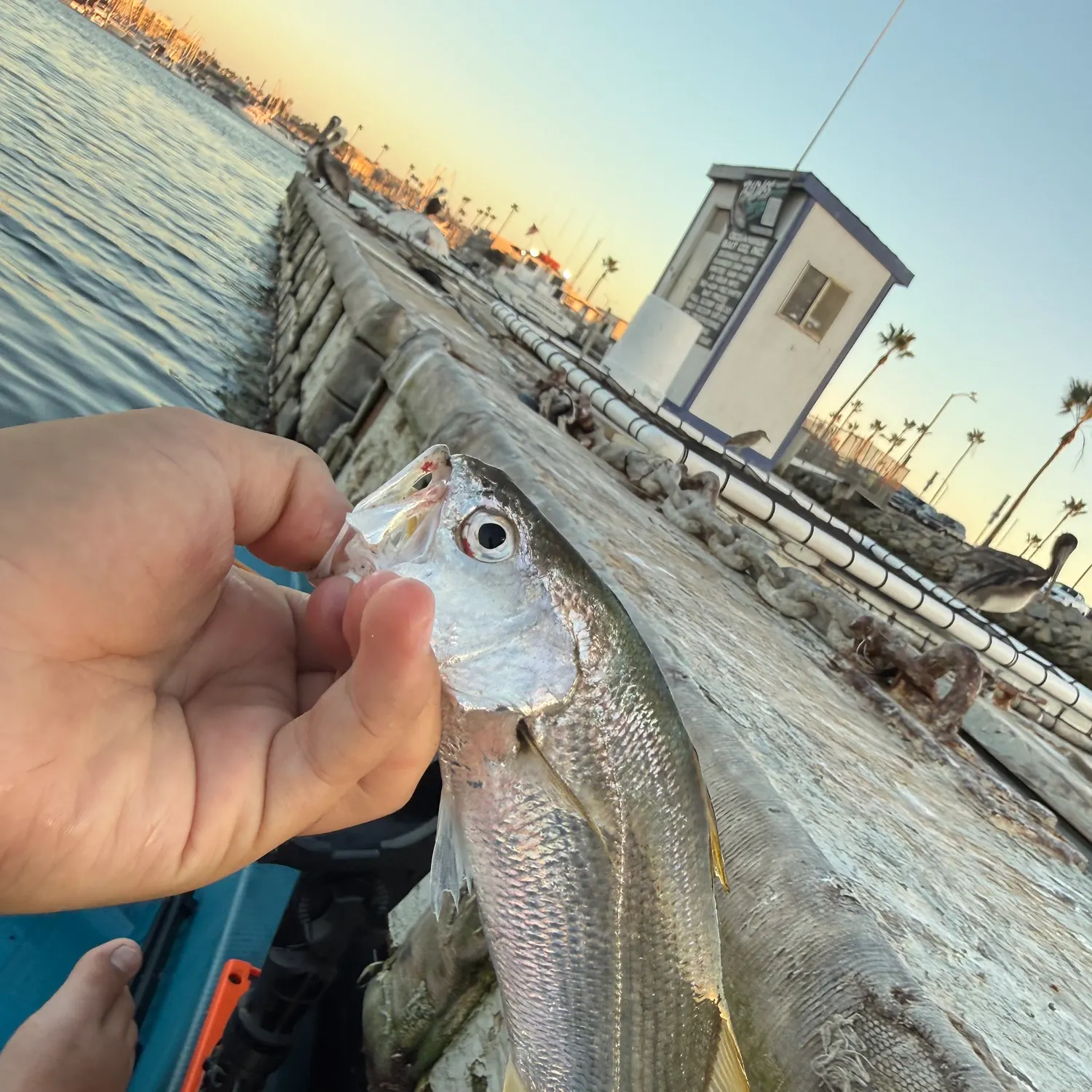 The most recent Queenfish catches on Fishbrain