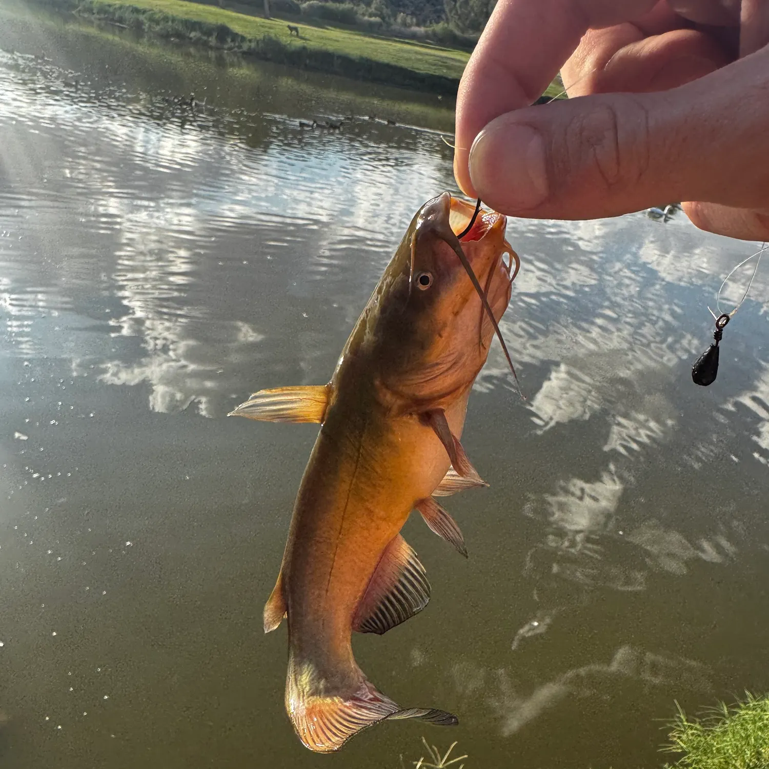 Yellow bullhead caught on Fishbrain