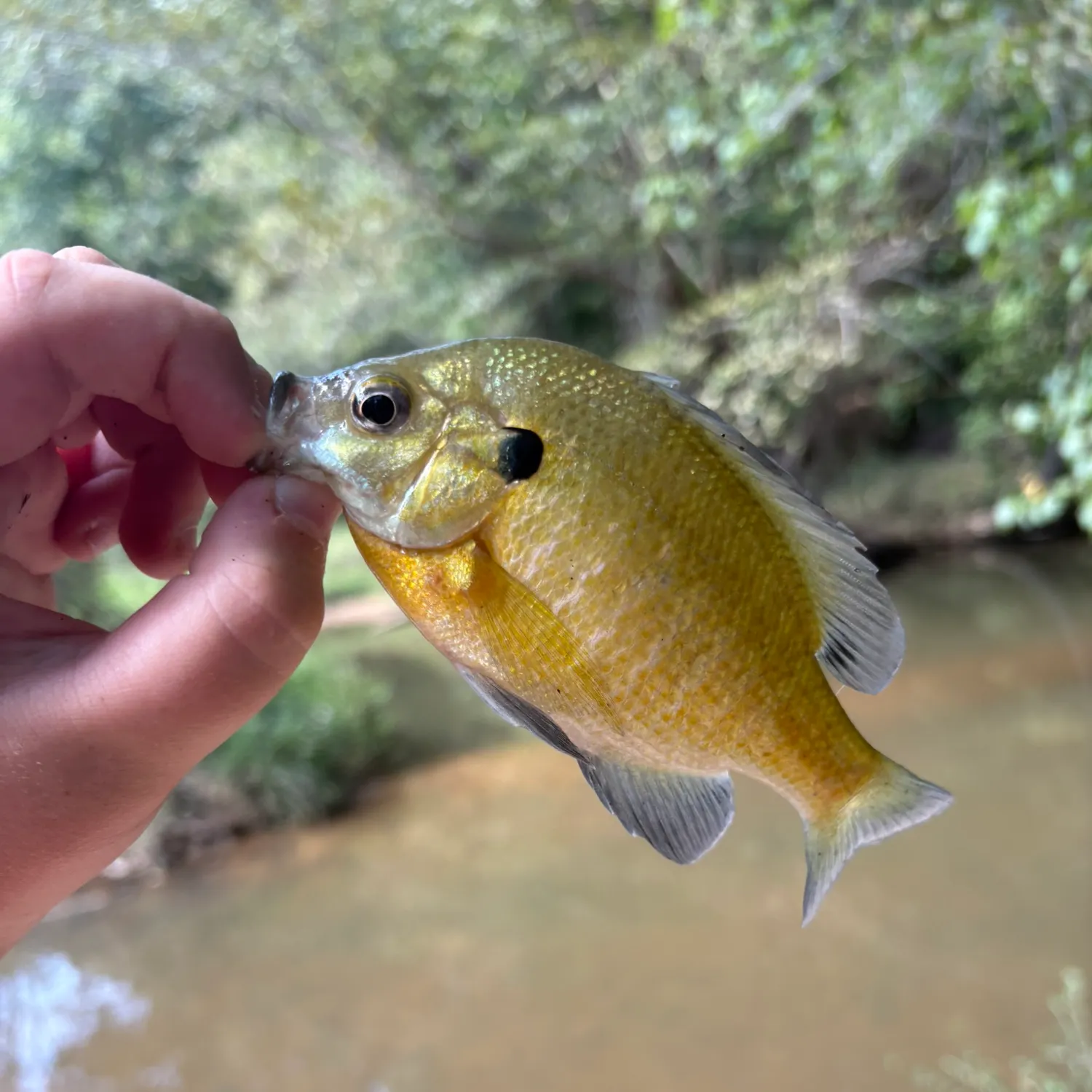 Bluegill caught on Fishbrain