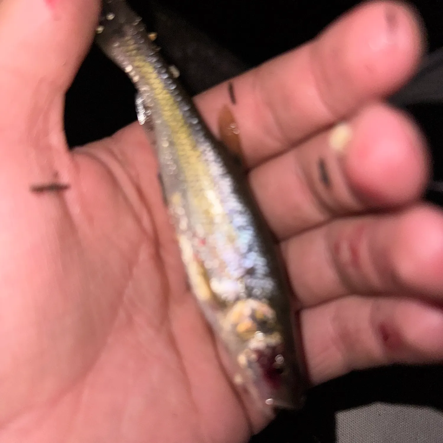 Creek chub caught on Fishbrain