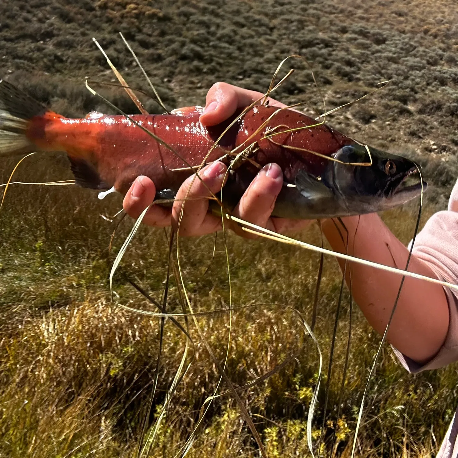 The most recent Sockeye salmon catches on Fishbrain