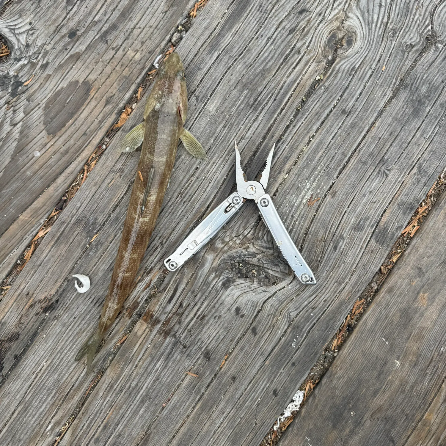 The most recent California lizardfish catches on Fishbrain
