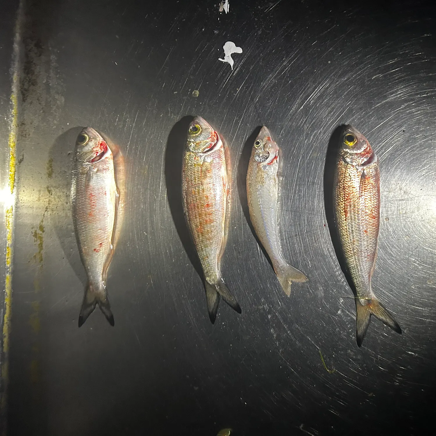 Australian ruff caught on Fishbrain