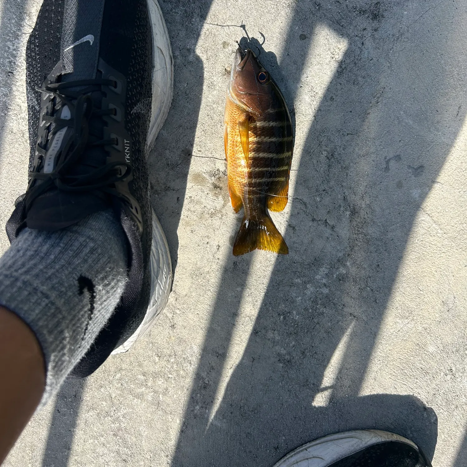 The most recent Black margate catches on Fishbrain