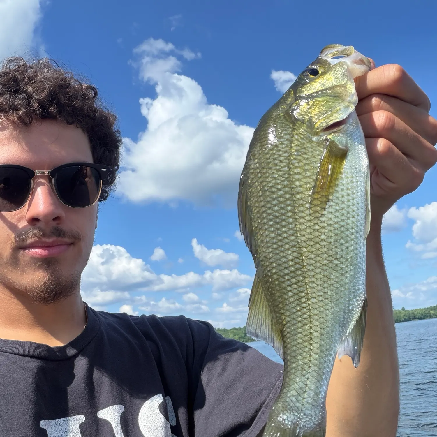 White perch caught on Fishbrain