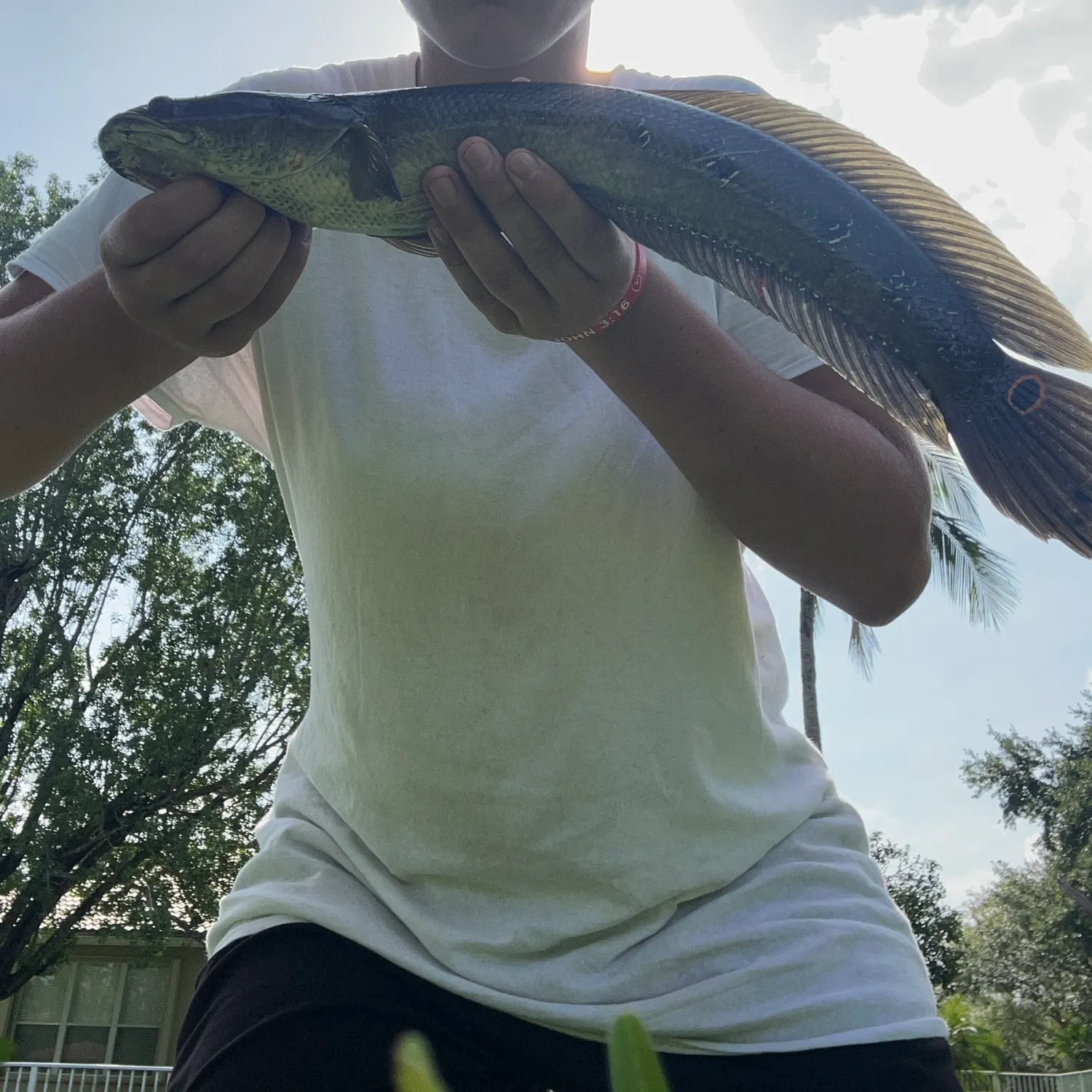 The most recent Bullseye snakehead catches on Fishbrain