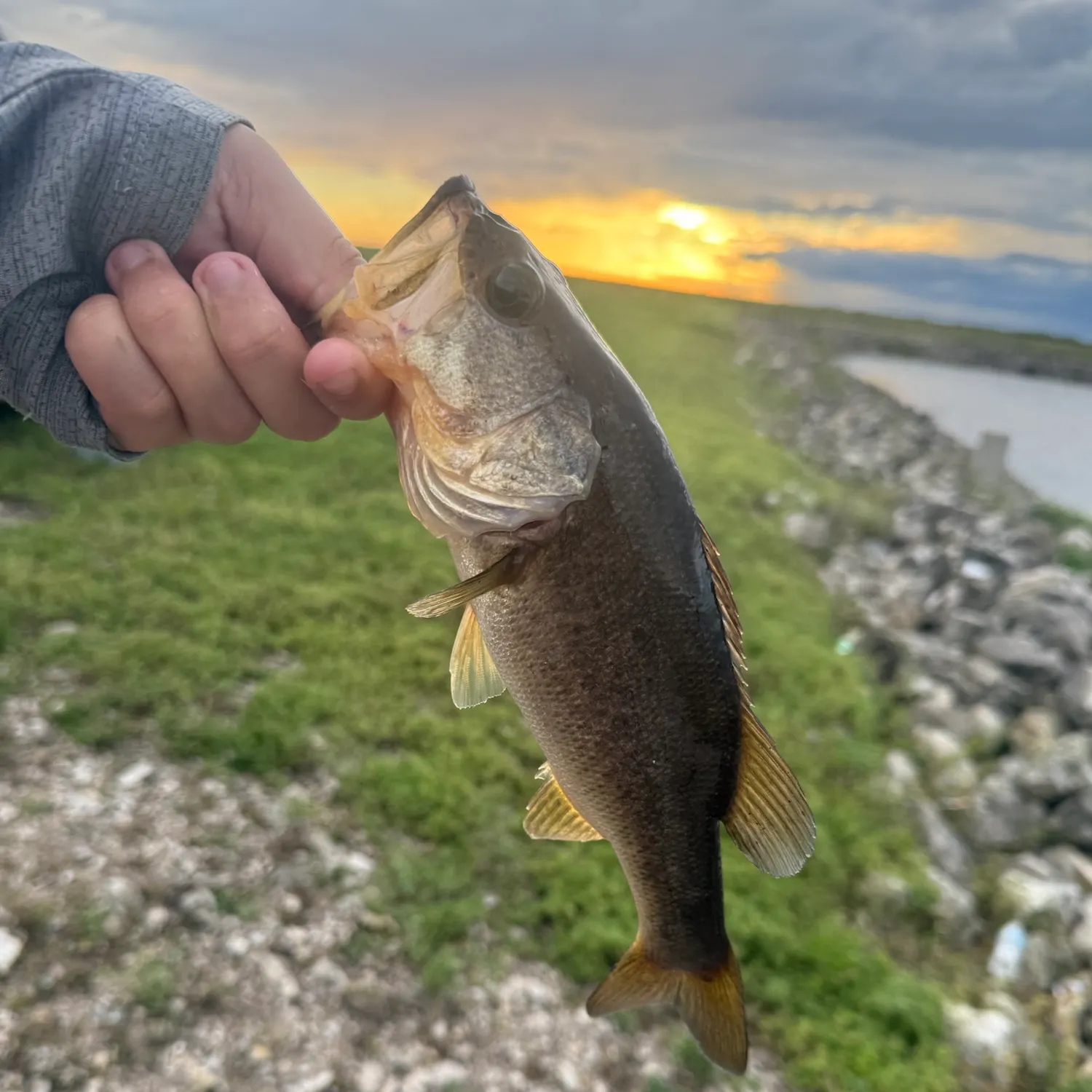 Largemouth bass caught on Fishbrain