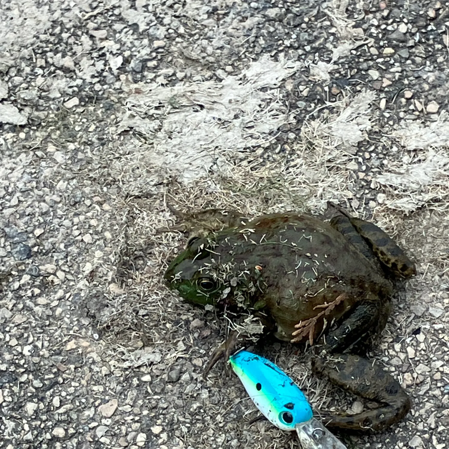 Fish caught on Fishbrain