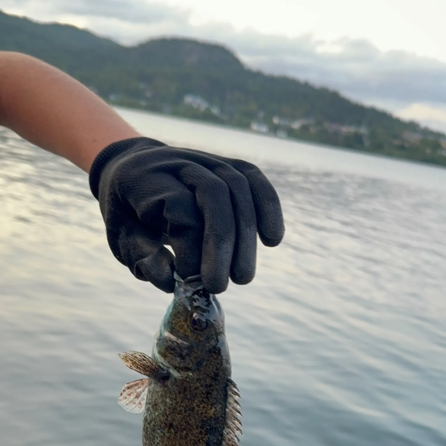 Cunner caught on Fishbrain