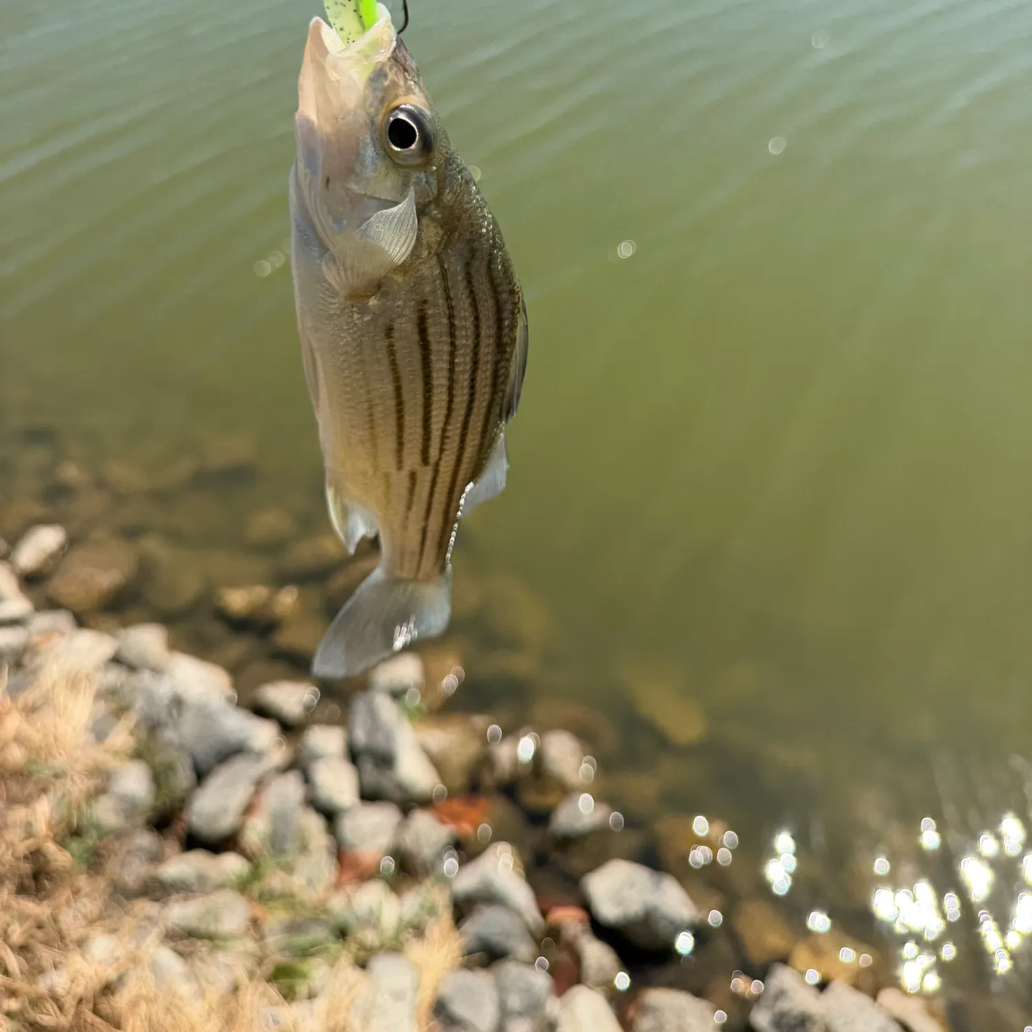 Yellow bass caught on Fishbrain