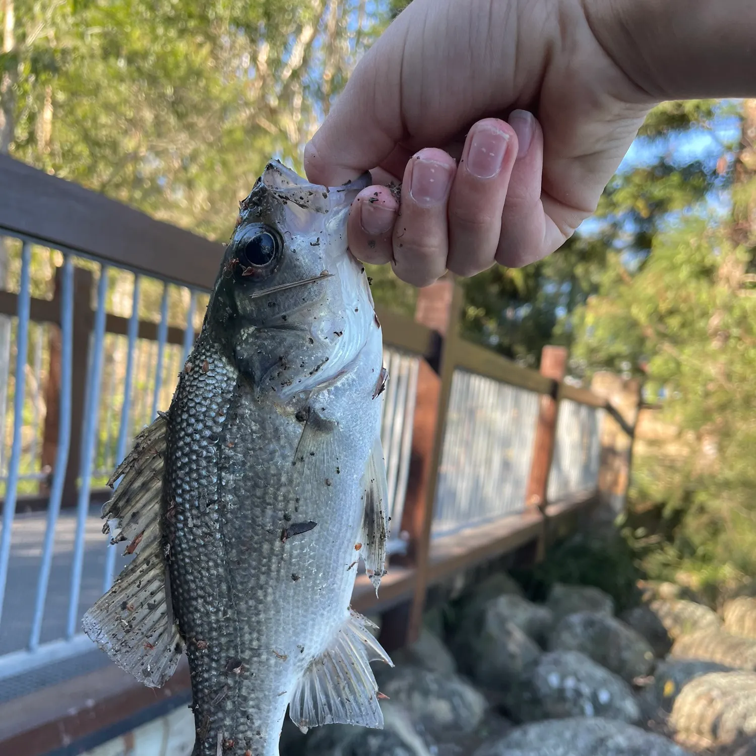The most recent Australian bass catches on Fishbrain