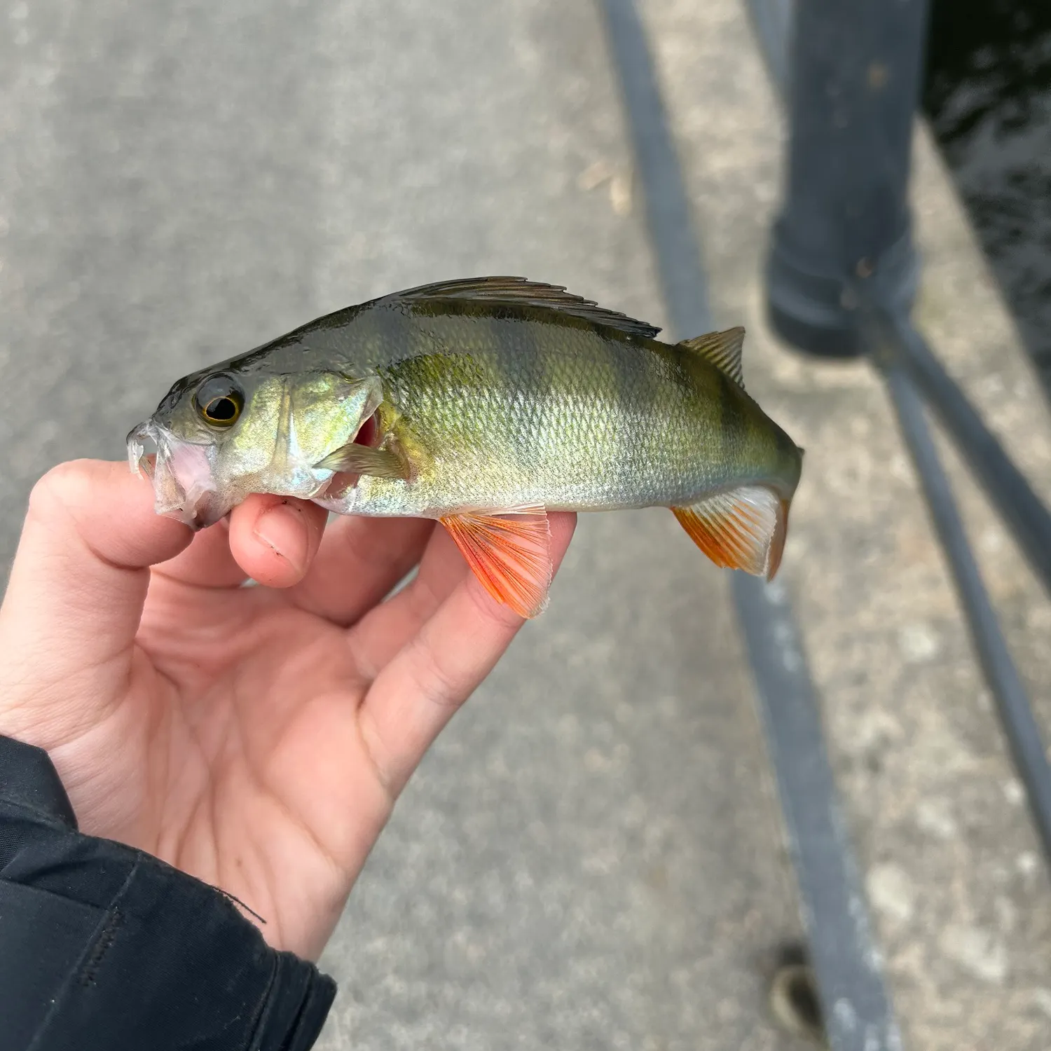 European perch caught on Fishbrain